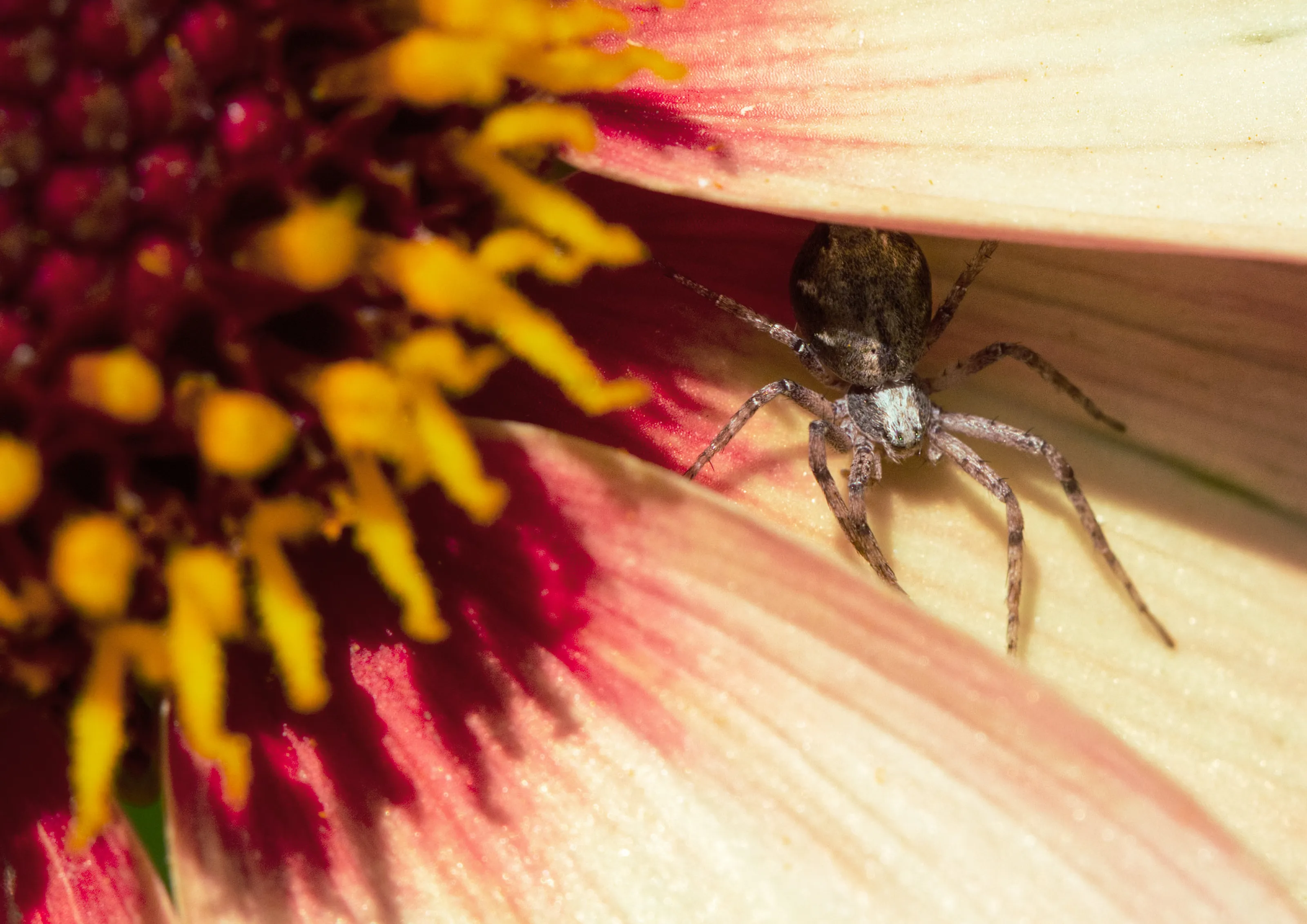Spiders (in colour)