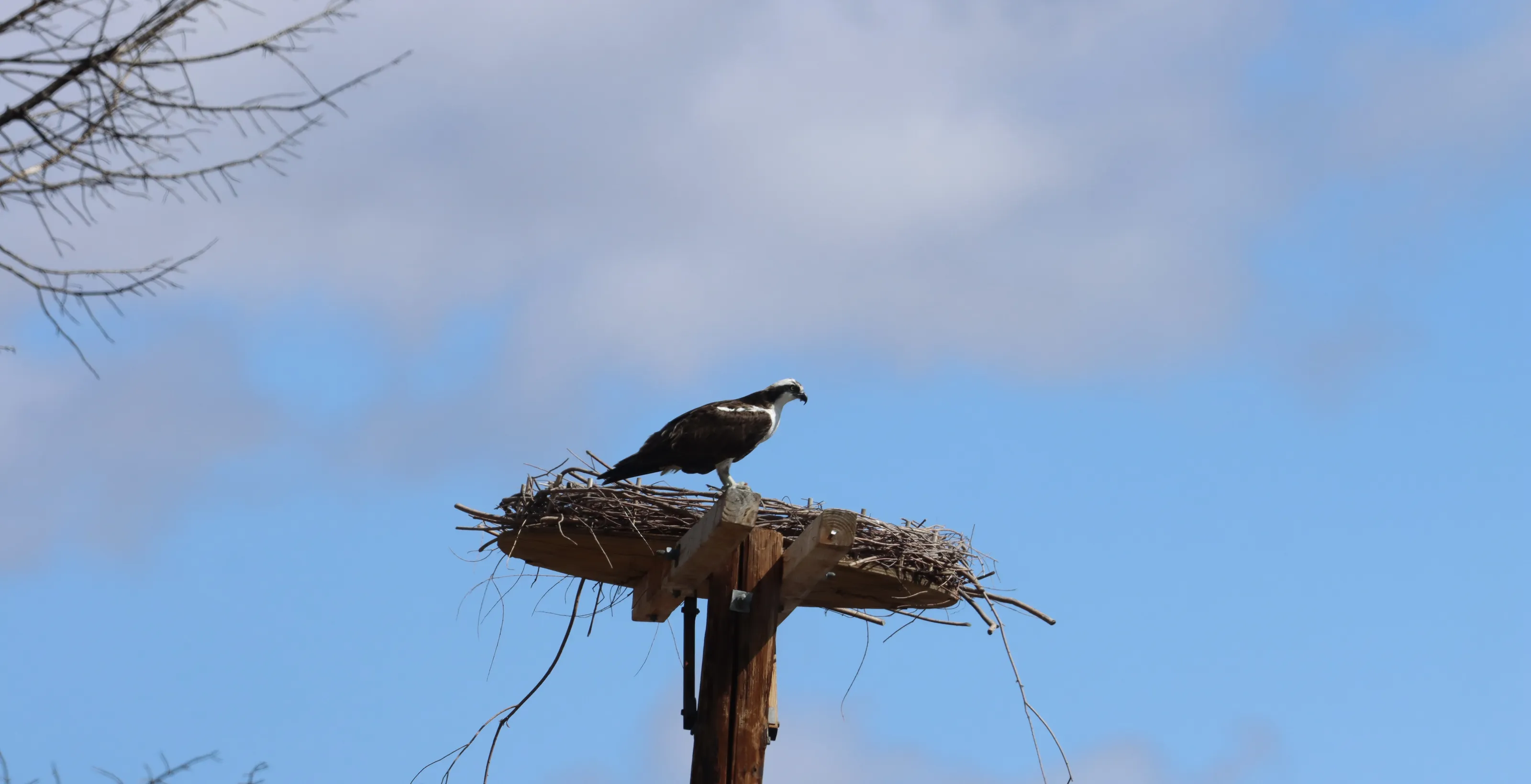 Birds of Prey (no prey)
