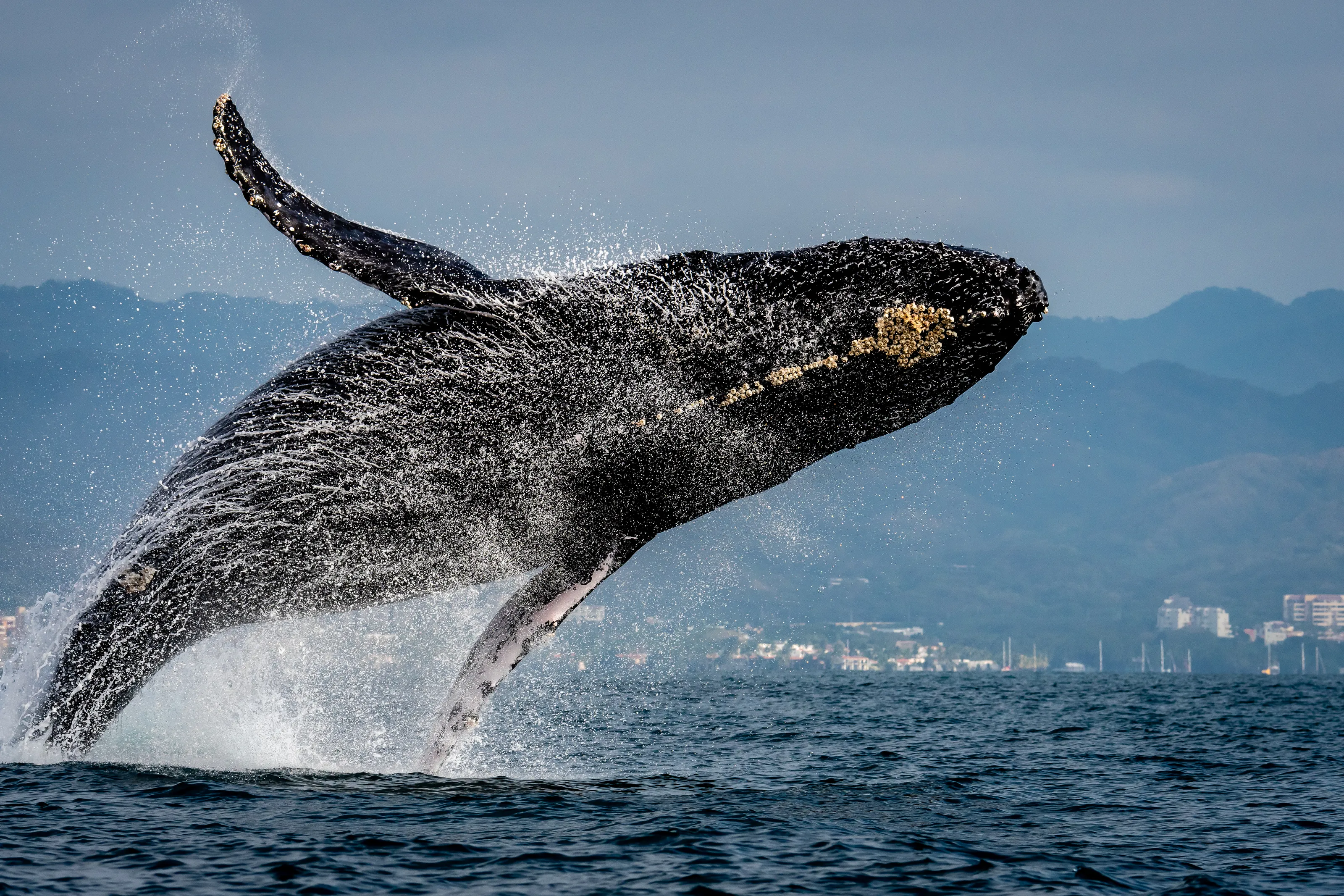 Whales