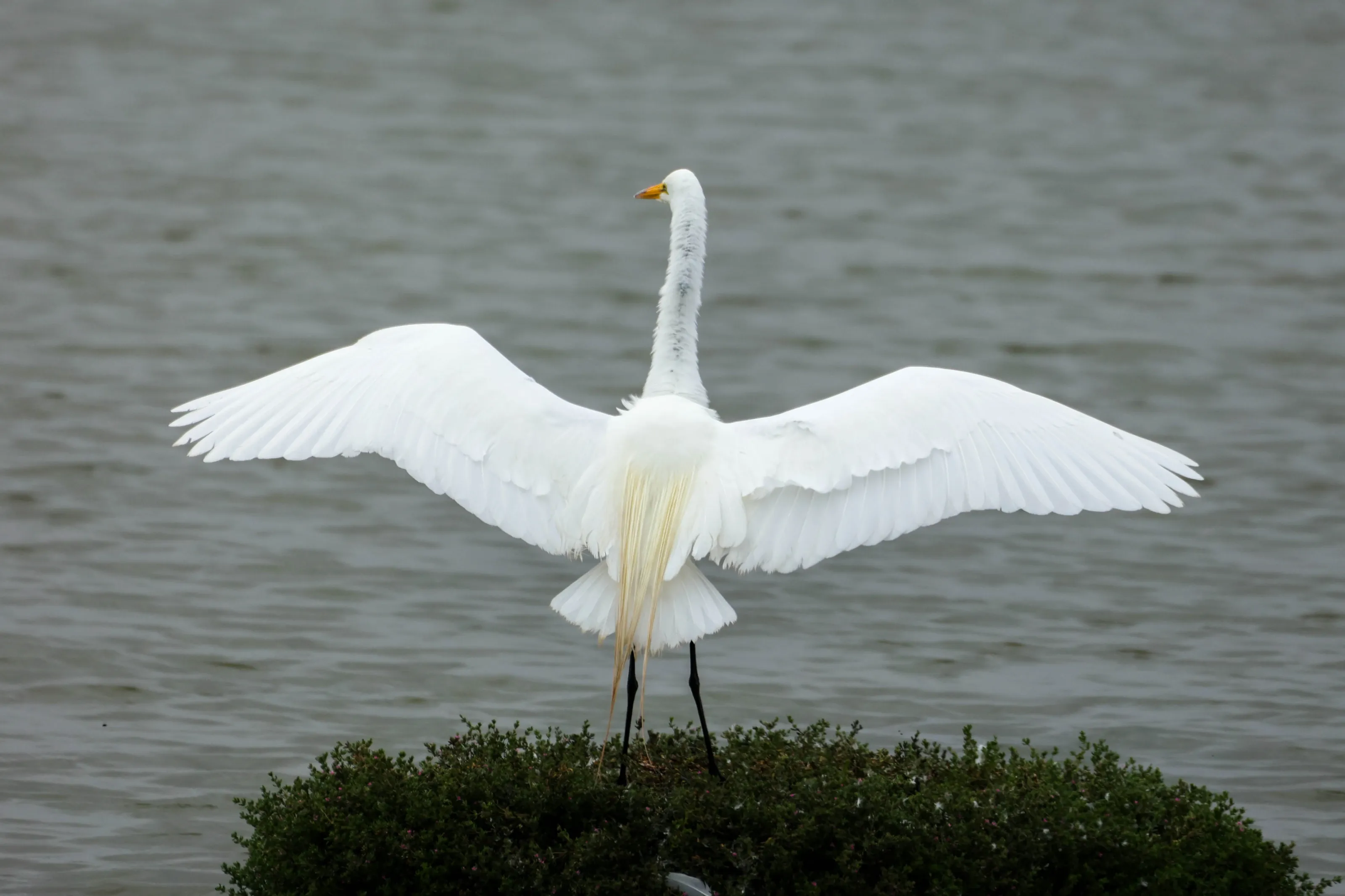 Birds with White Feathers (in colour)