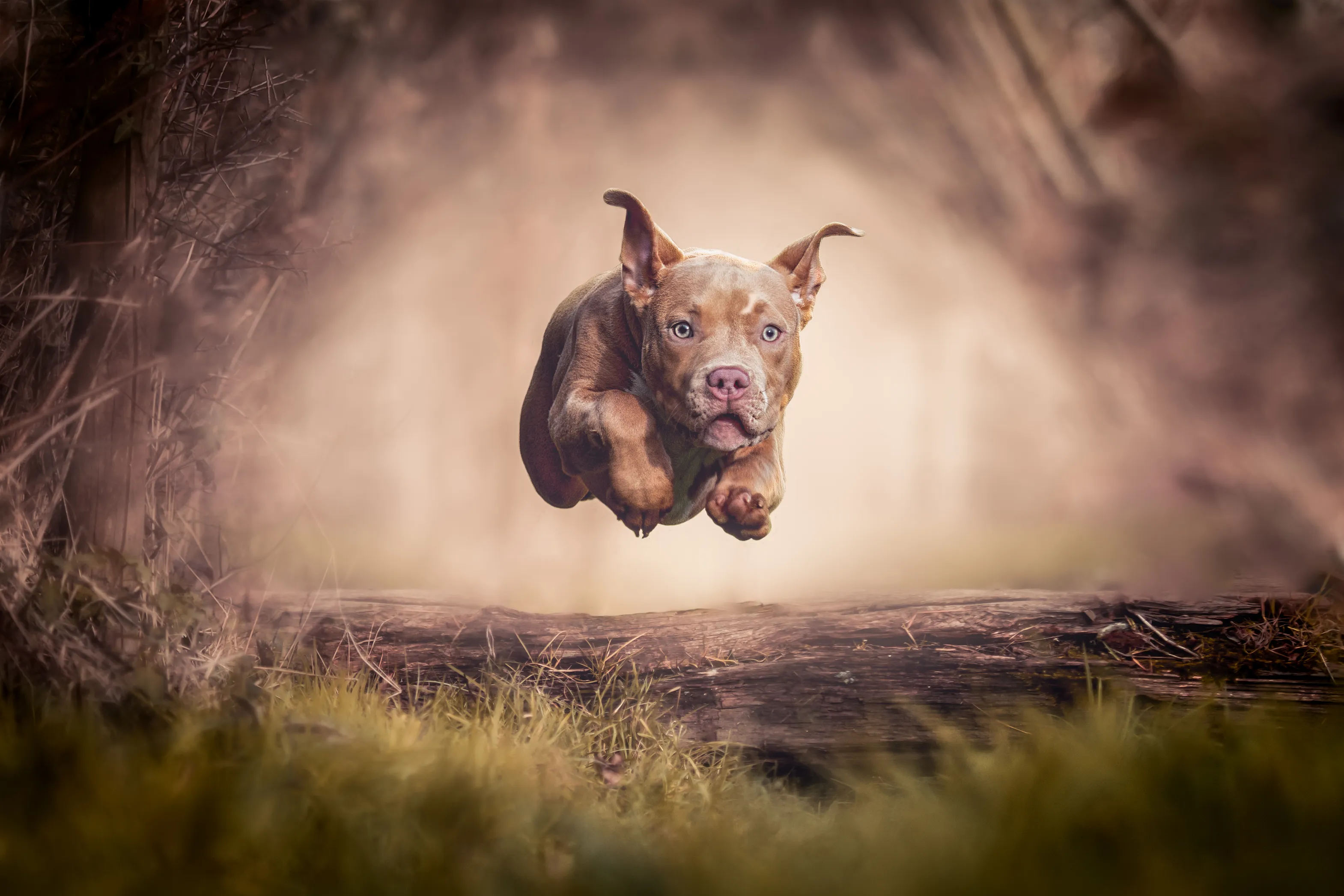 Animals Without Wings in the Air