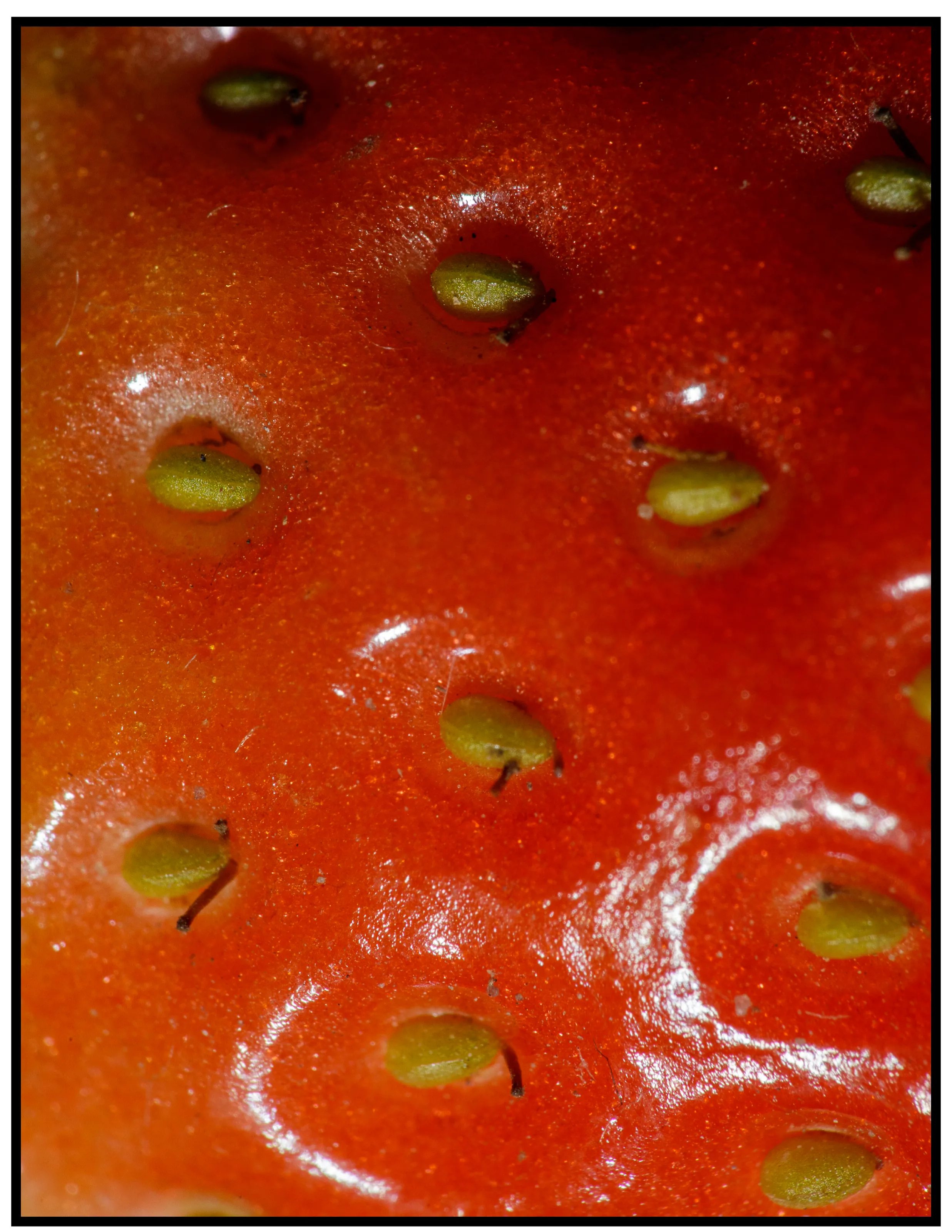 Seeds of a Fruit