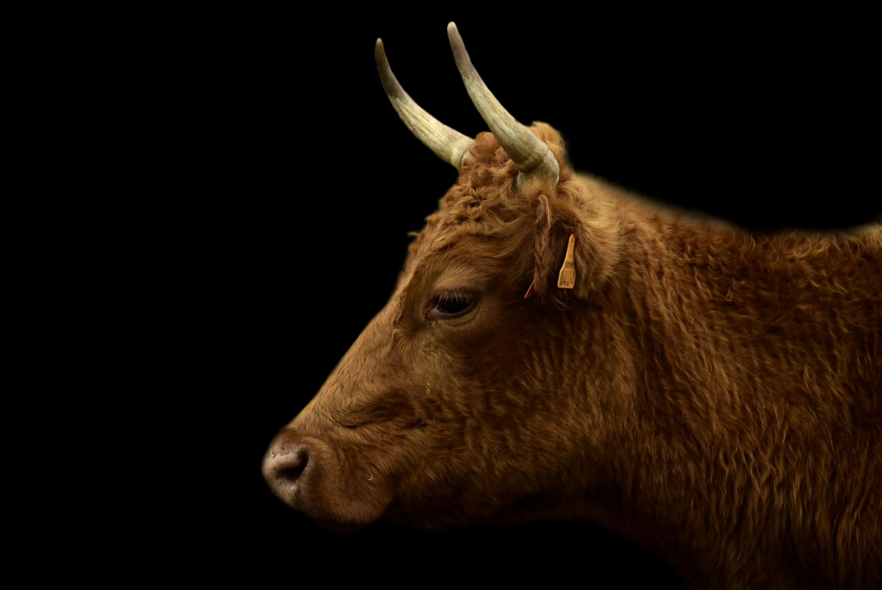 Animals Against a Black Background