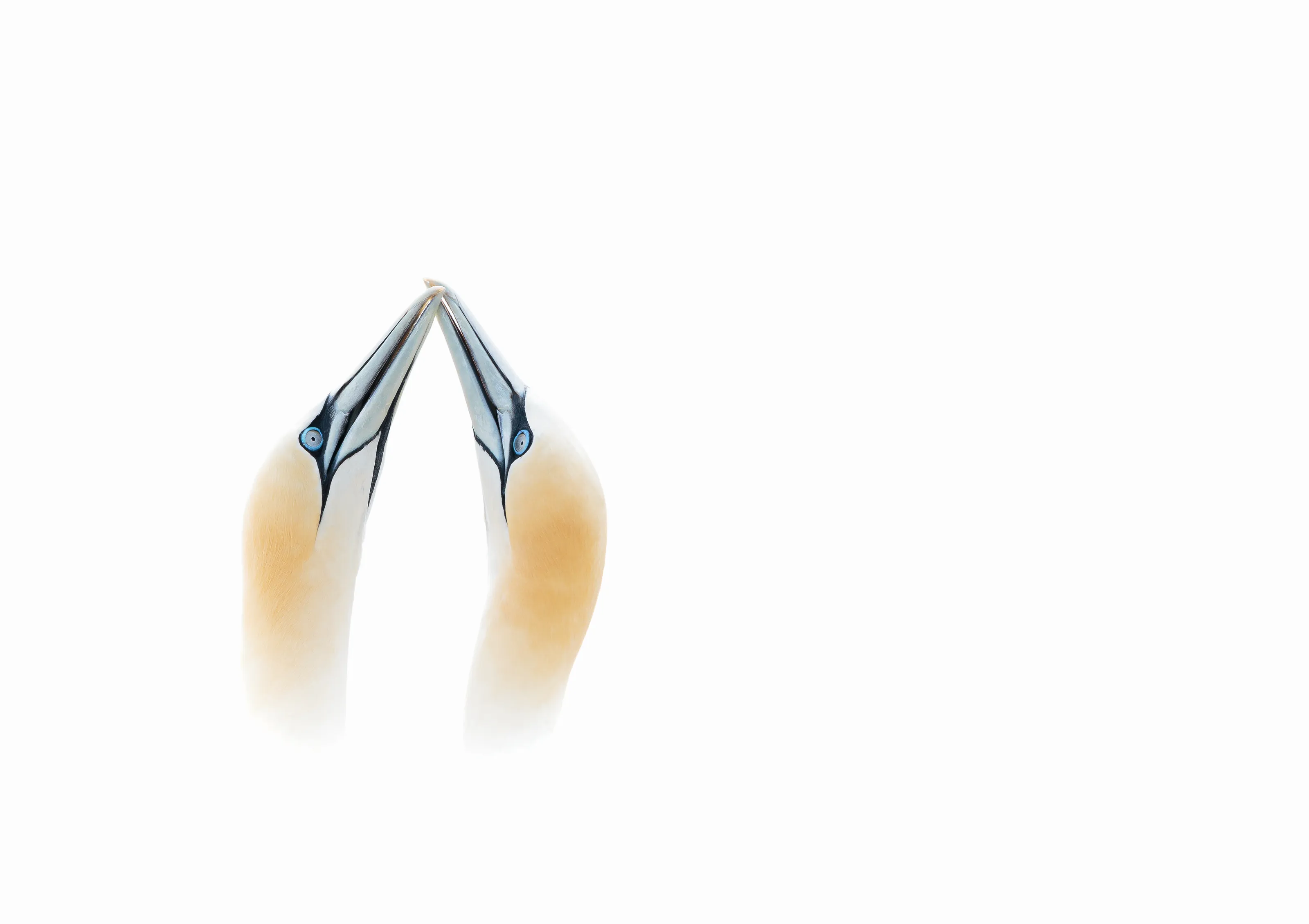 Gannets