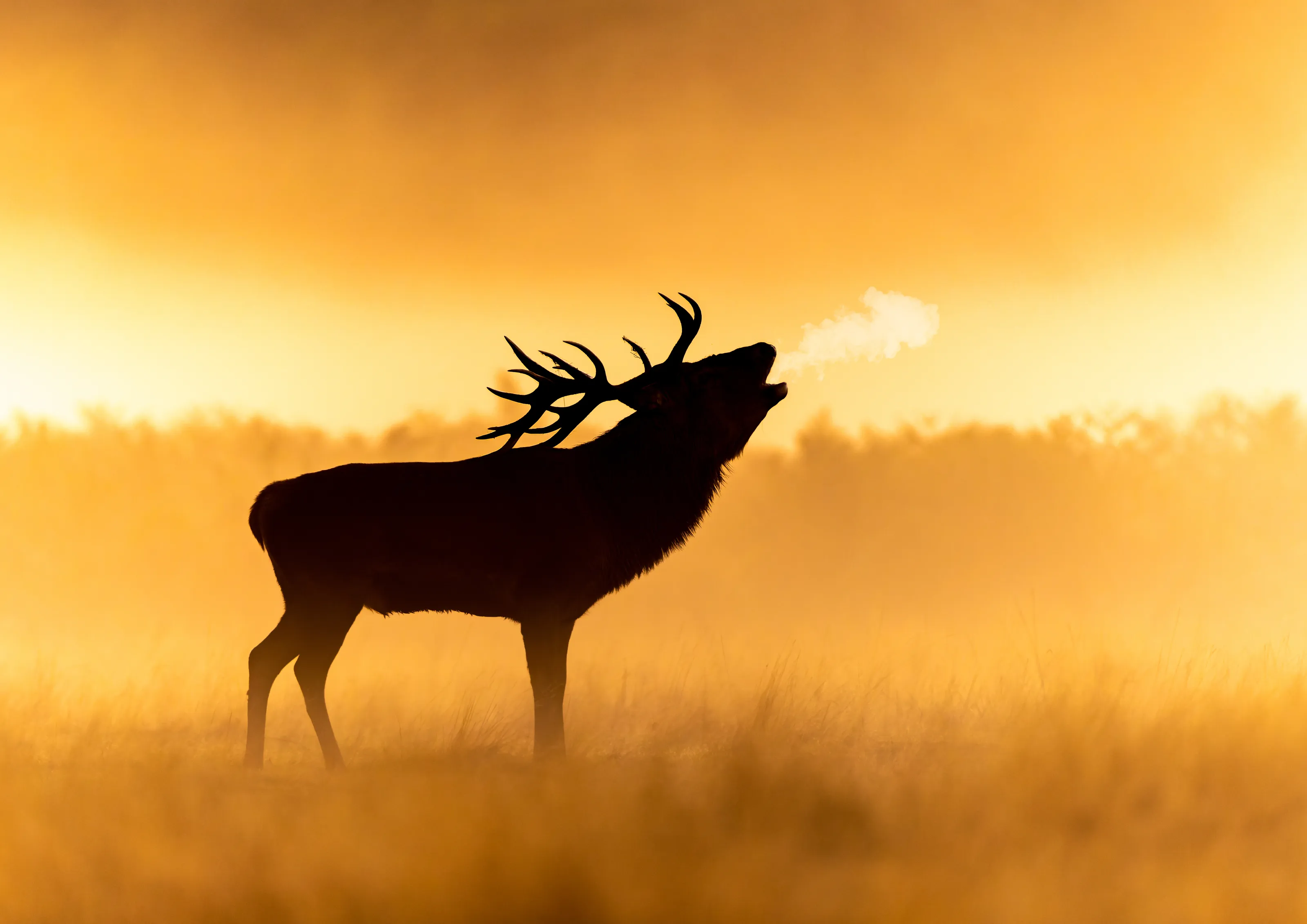 Deer