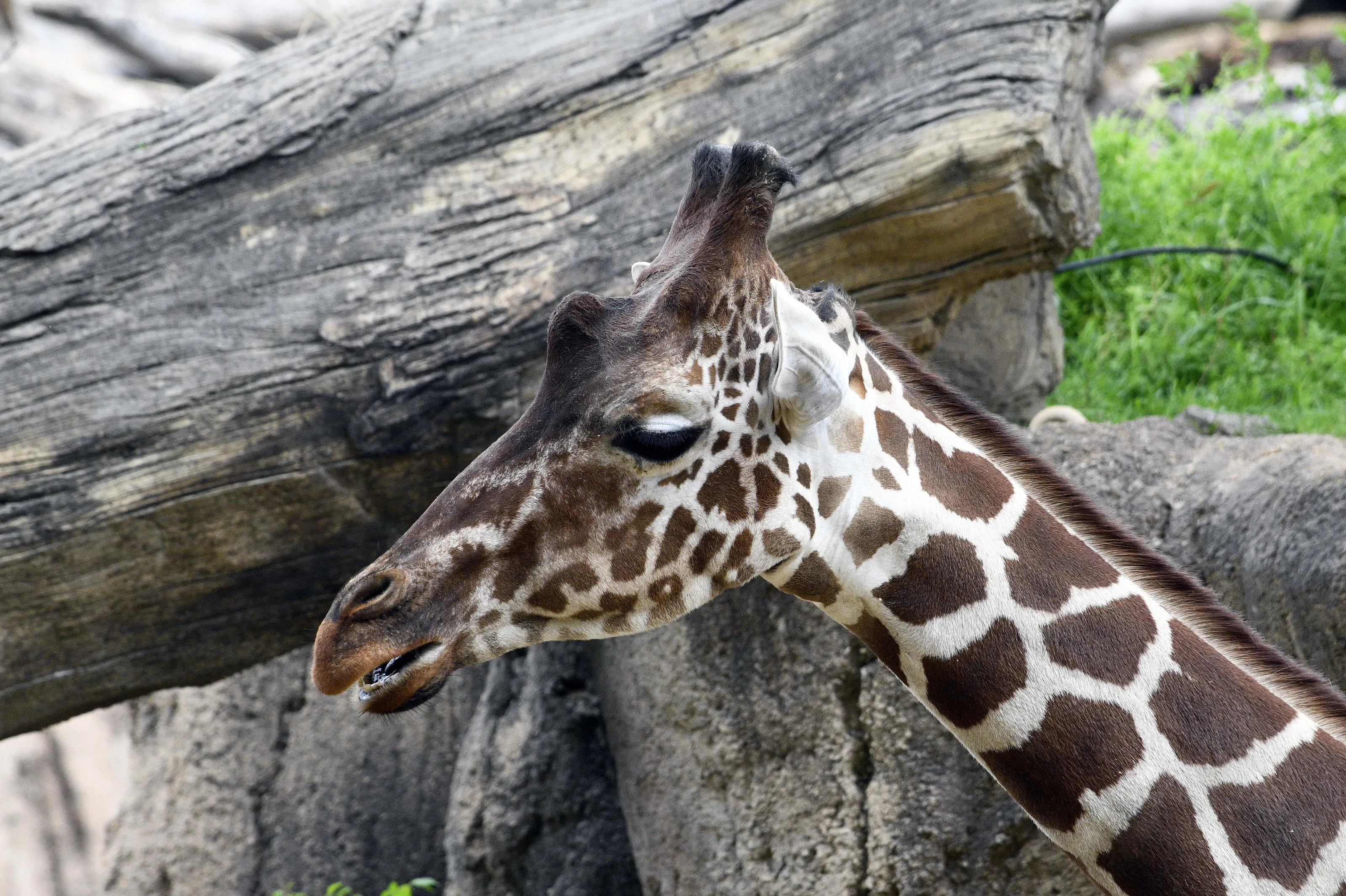 Giraffes (in colour)
