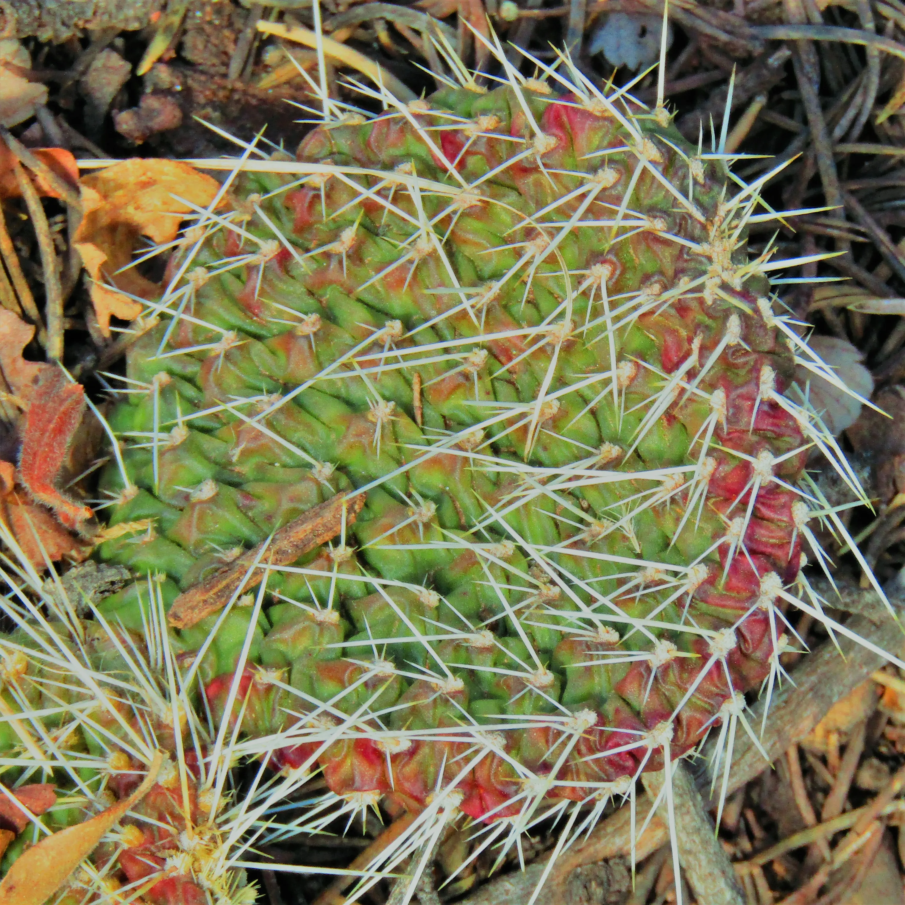 Cacti
