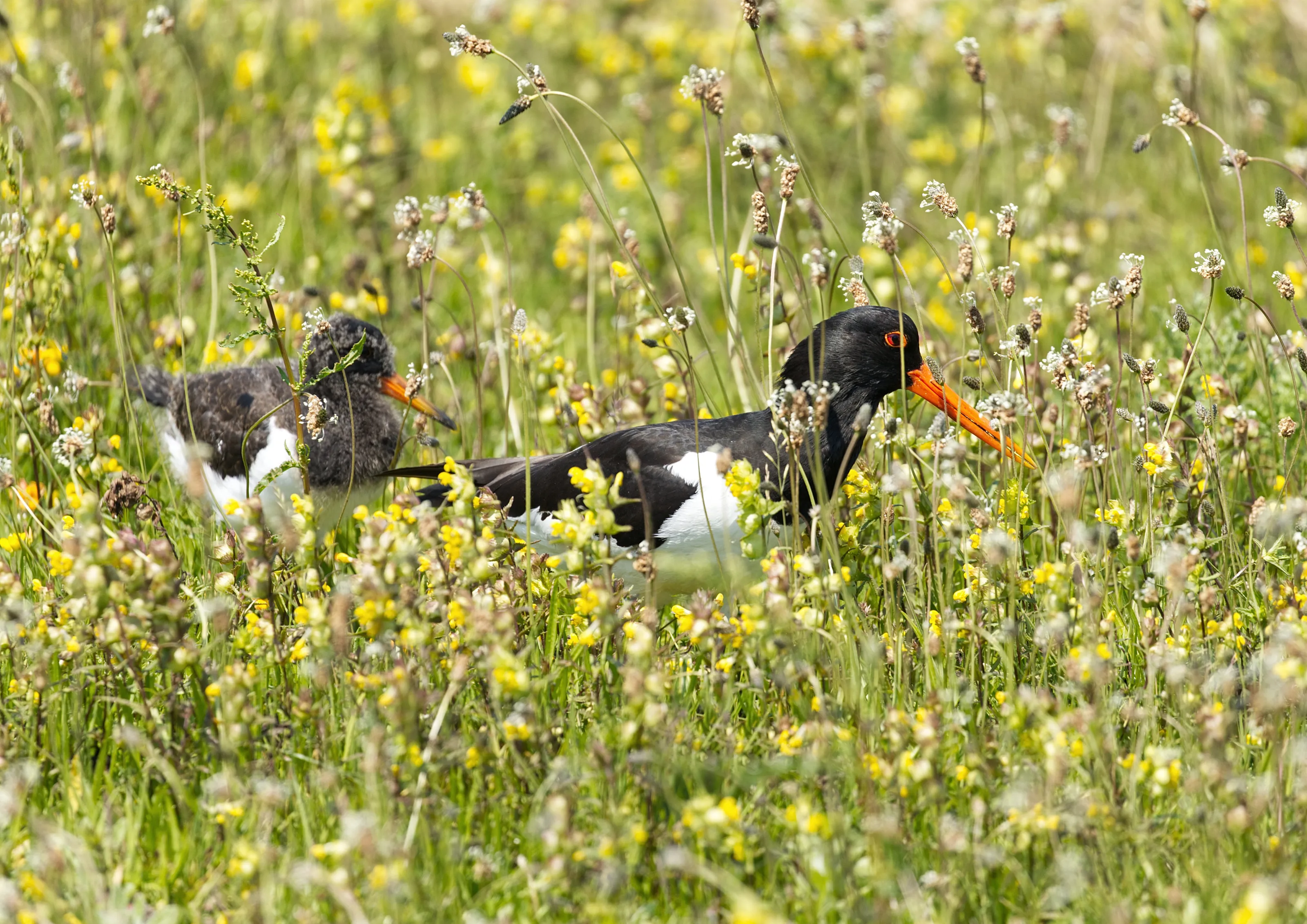 Wild Birds Partly Hidden (in colour)
