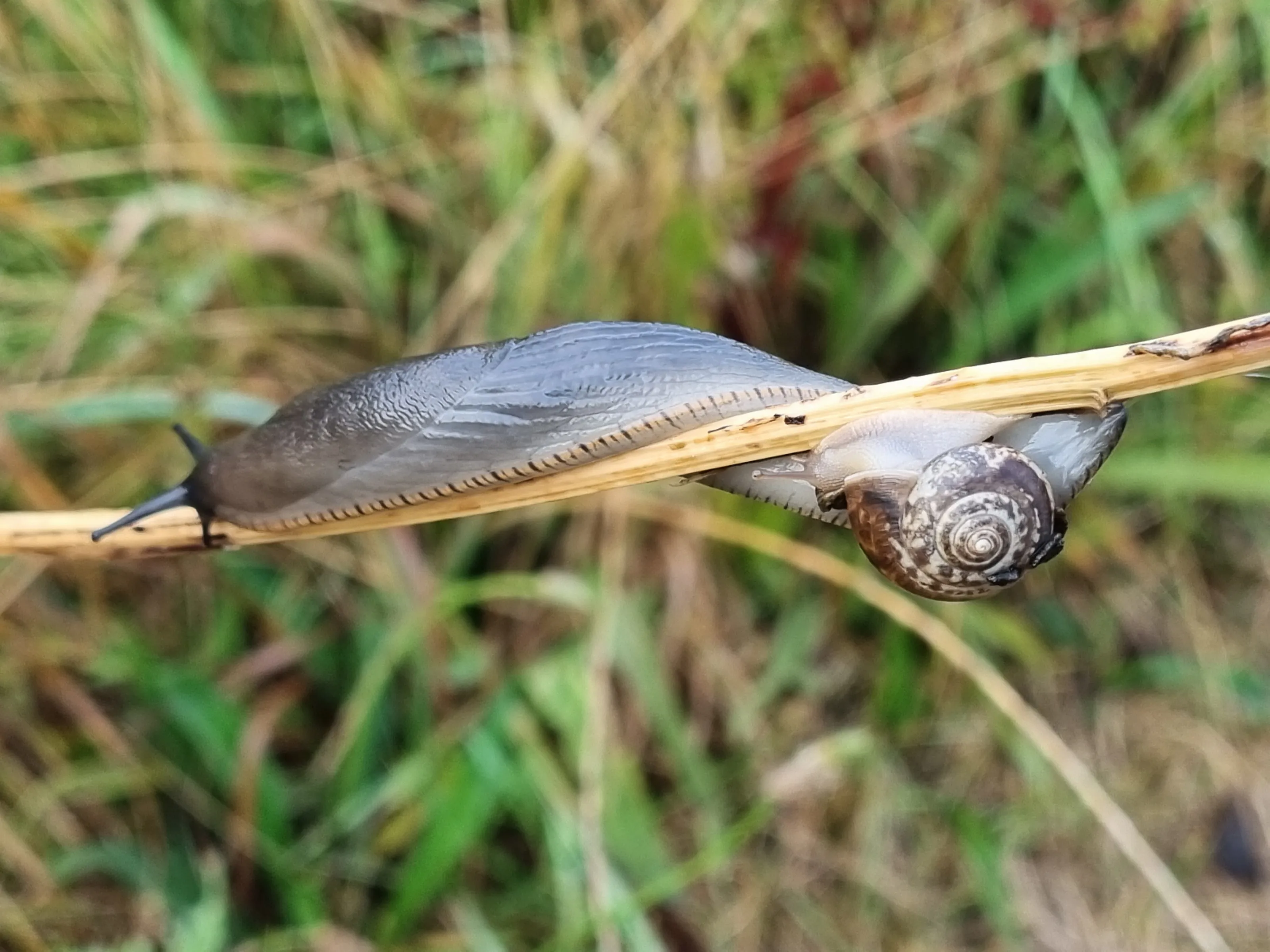 Land-Based Slugs and Snails