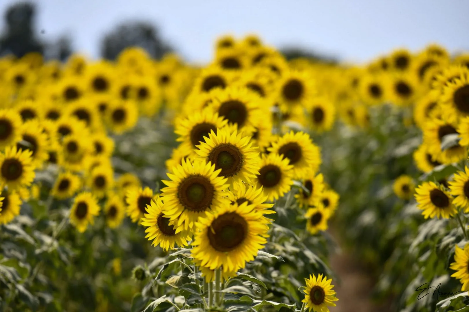 Sunflowers