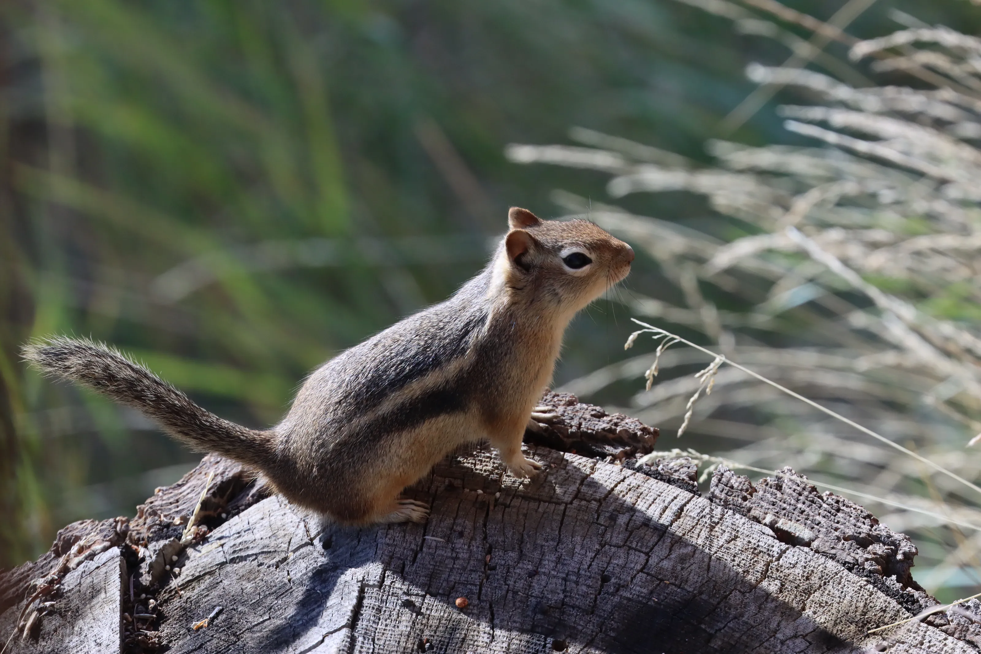 Chipmunks (in colour)