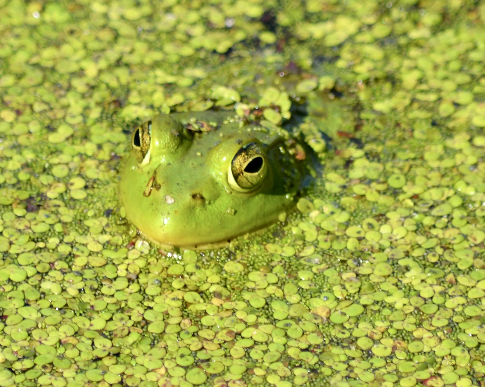 Camouflaged Animals