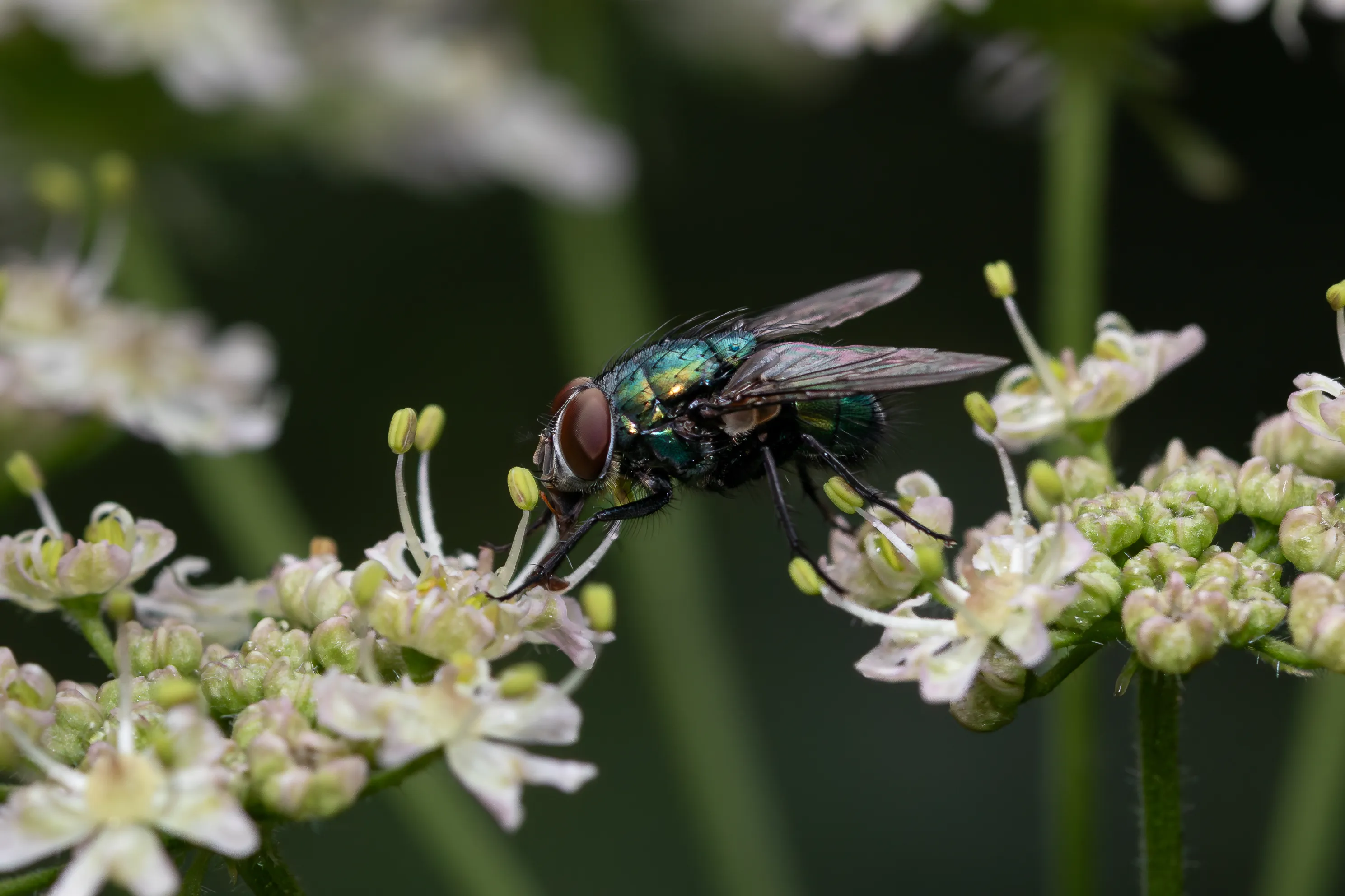 Flies