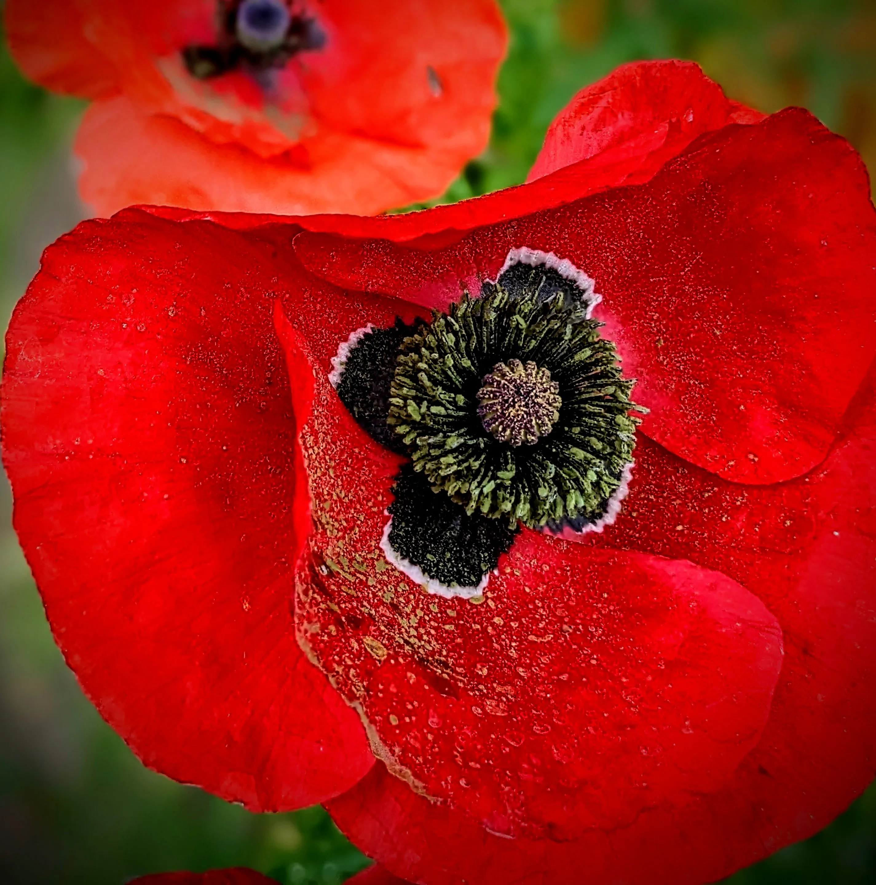 Poppies