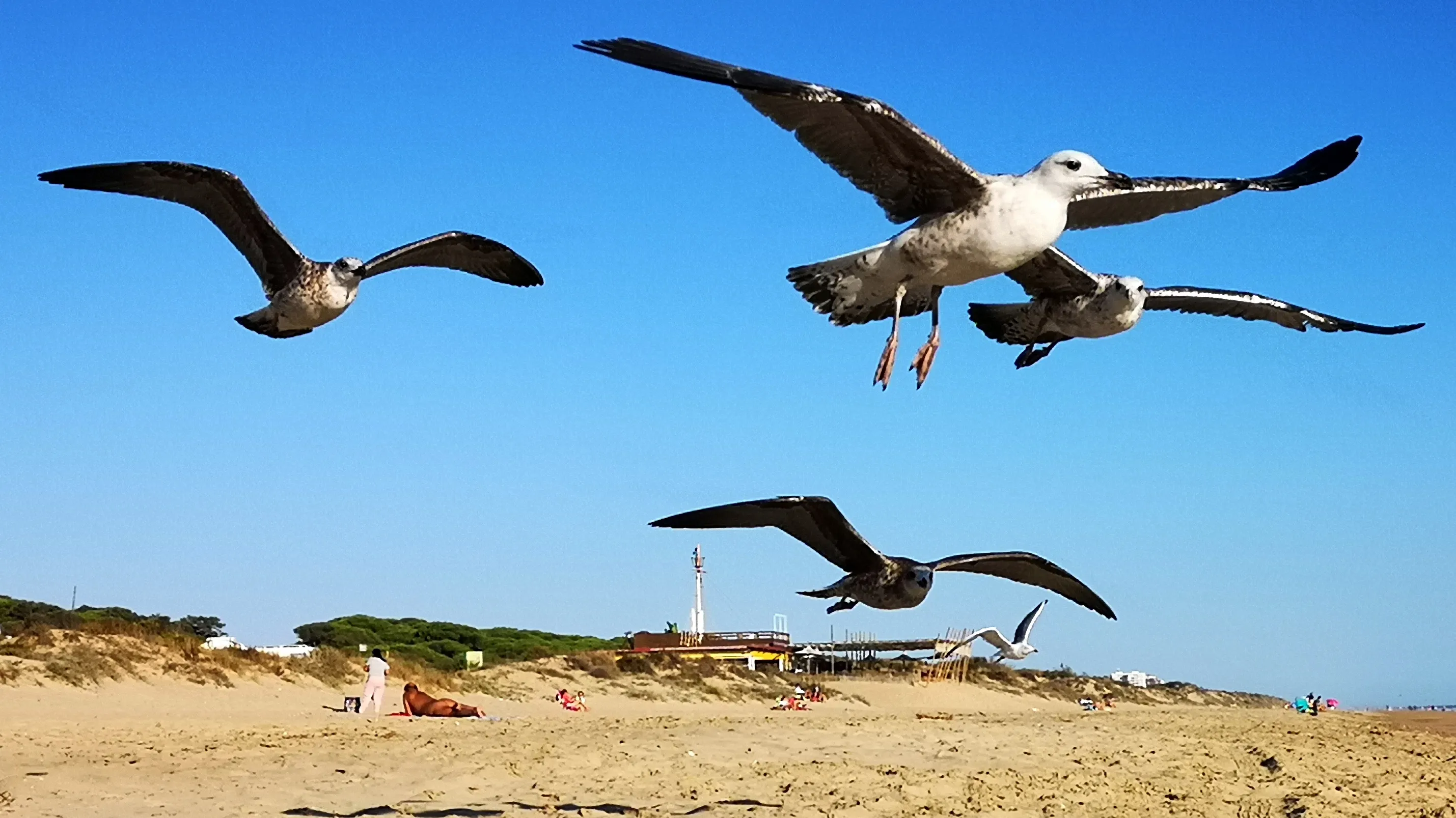 Seagulls Flying