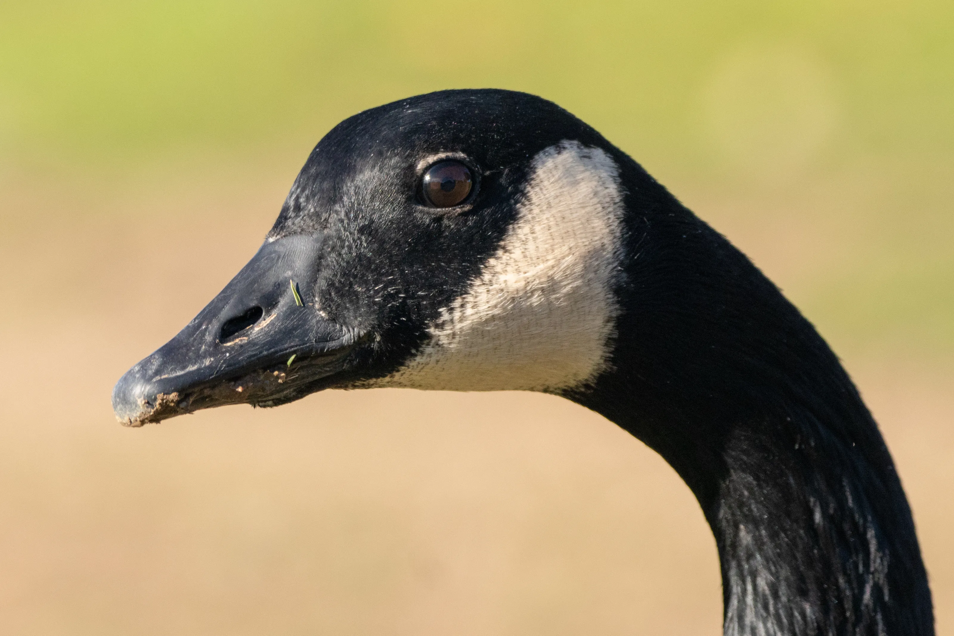 Ducks and Geese