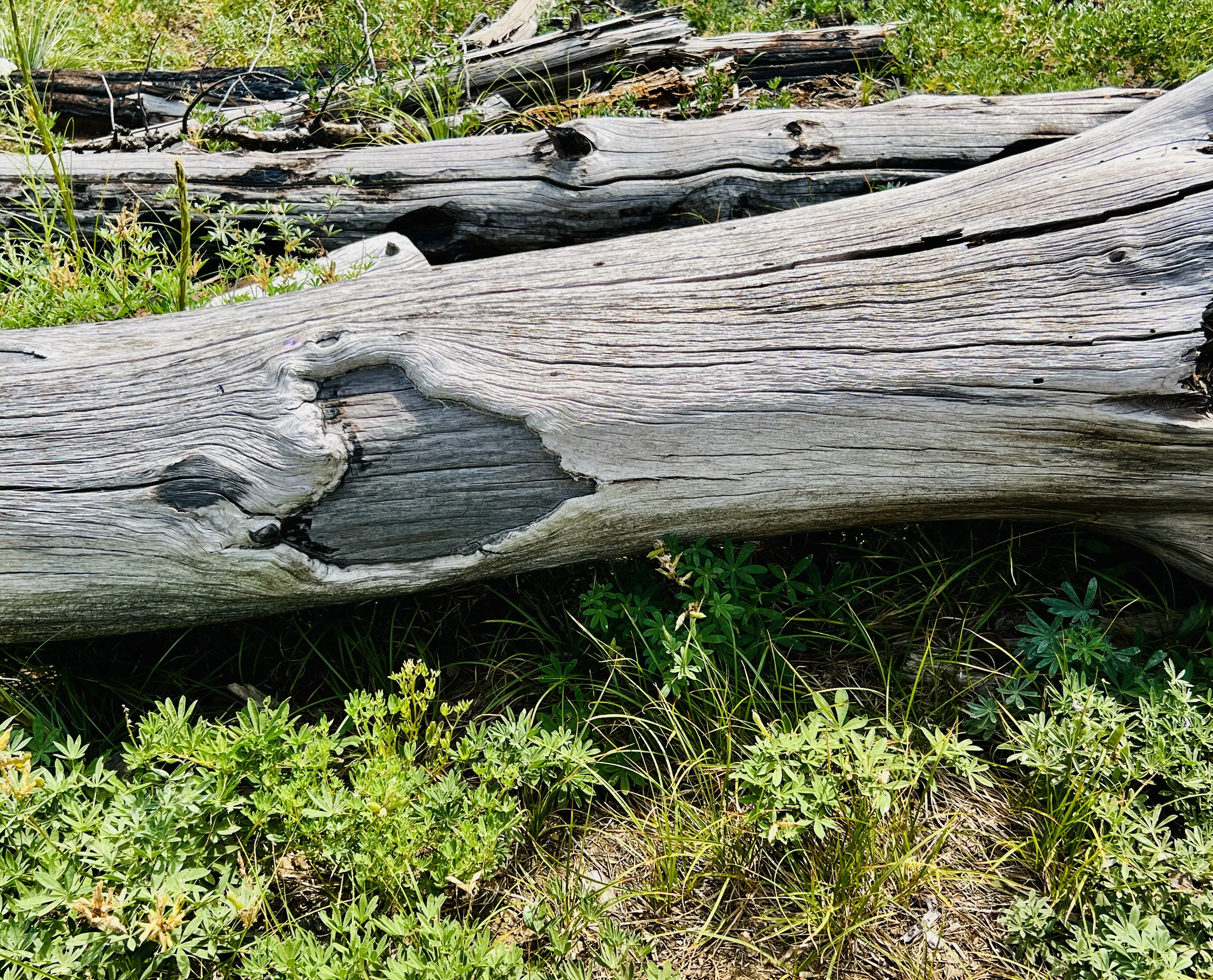 Natural Heart Shapes in Nature