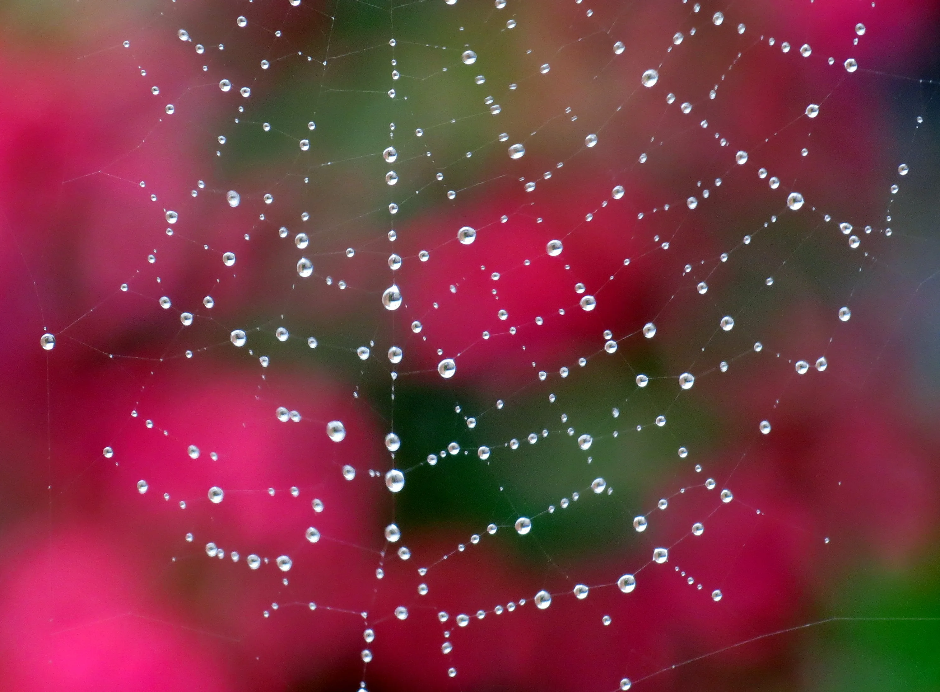 Spider Webs Without Spiders