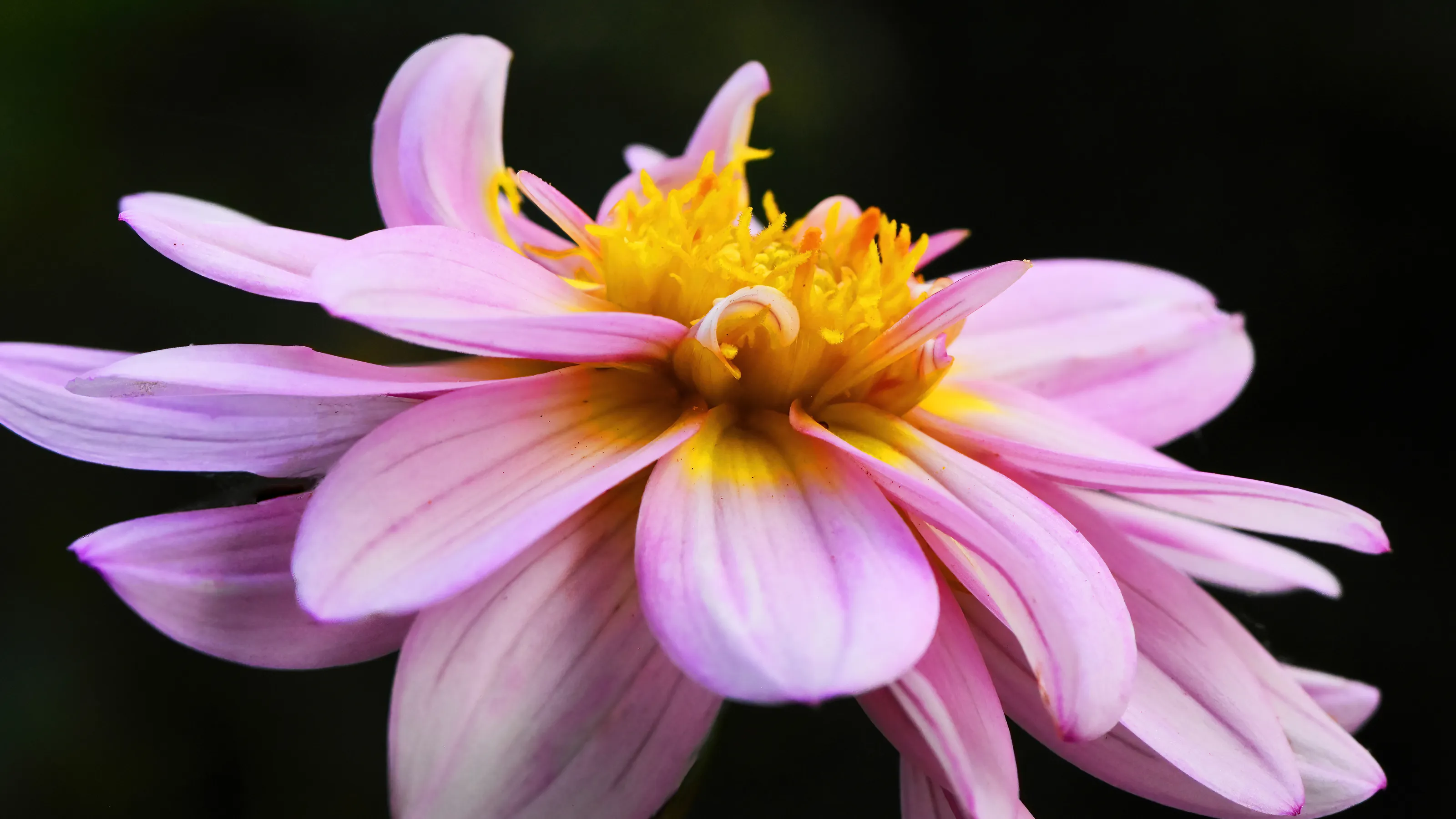Autumn Flowers (in colour)