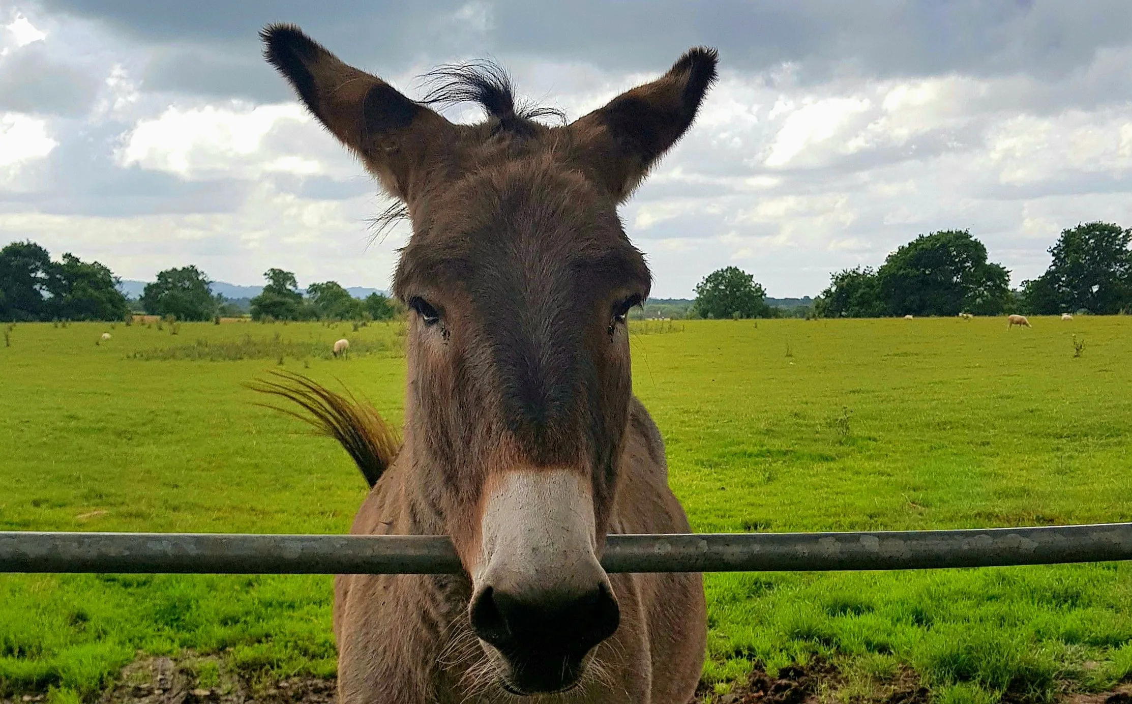 Donkeys