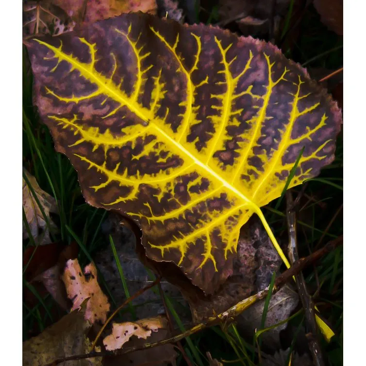 Focus on a Single Leaf (in colour)