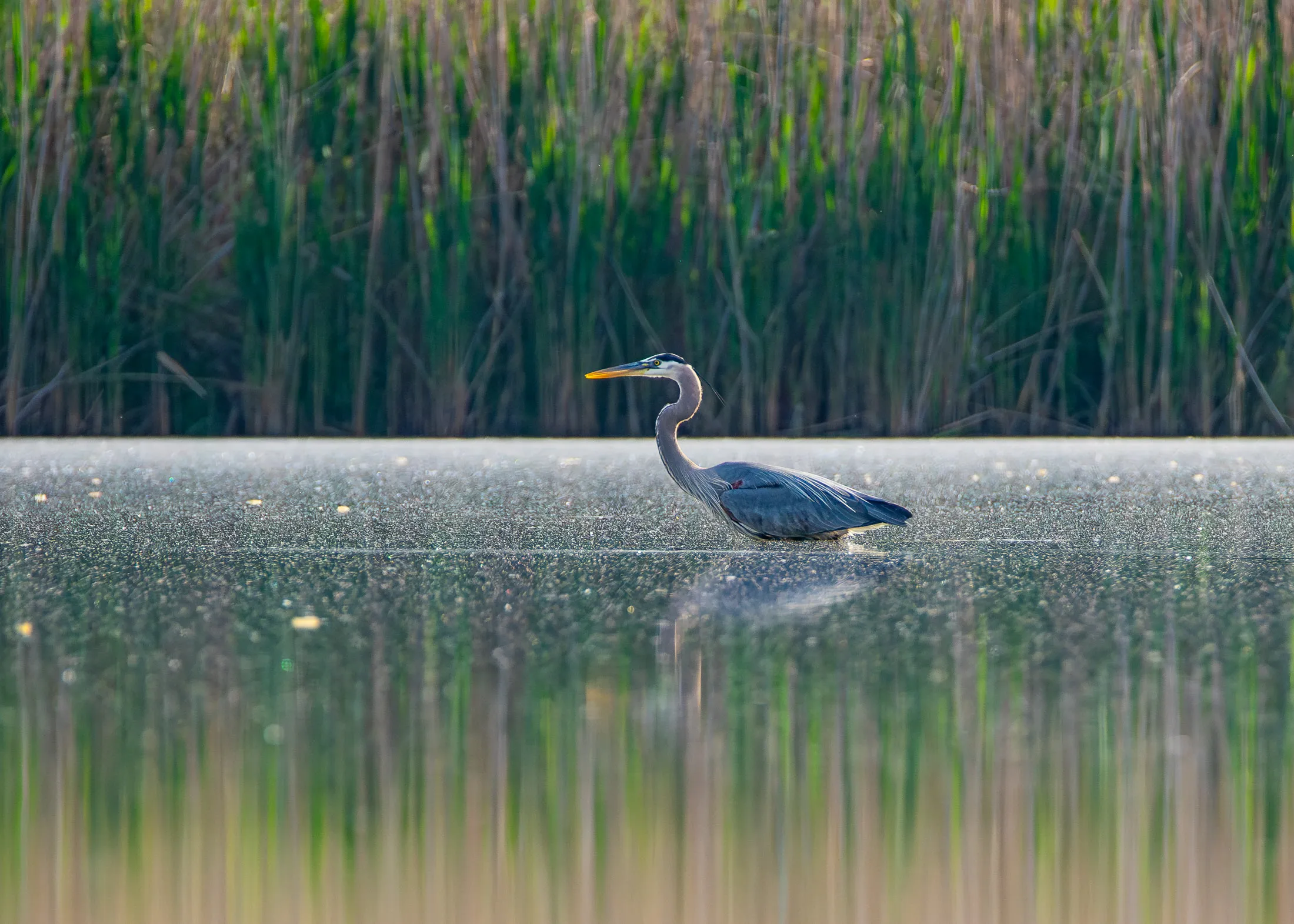 Herons (in colour)