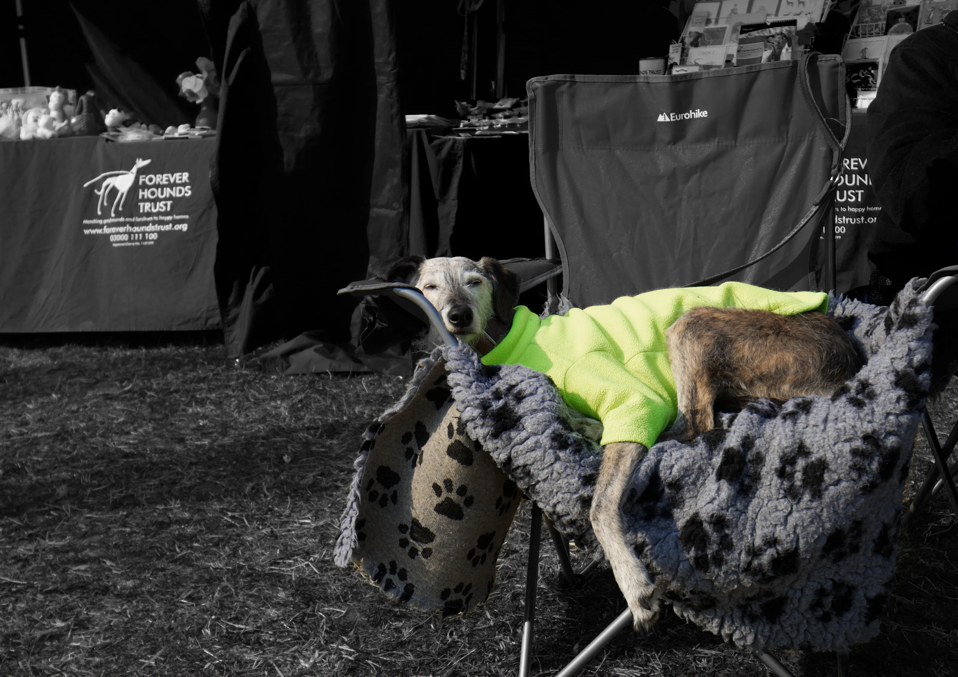 Animals Relaxing