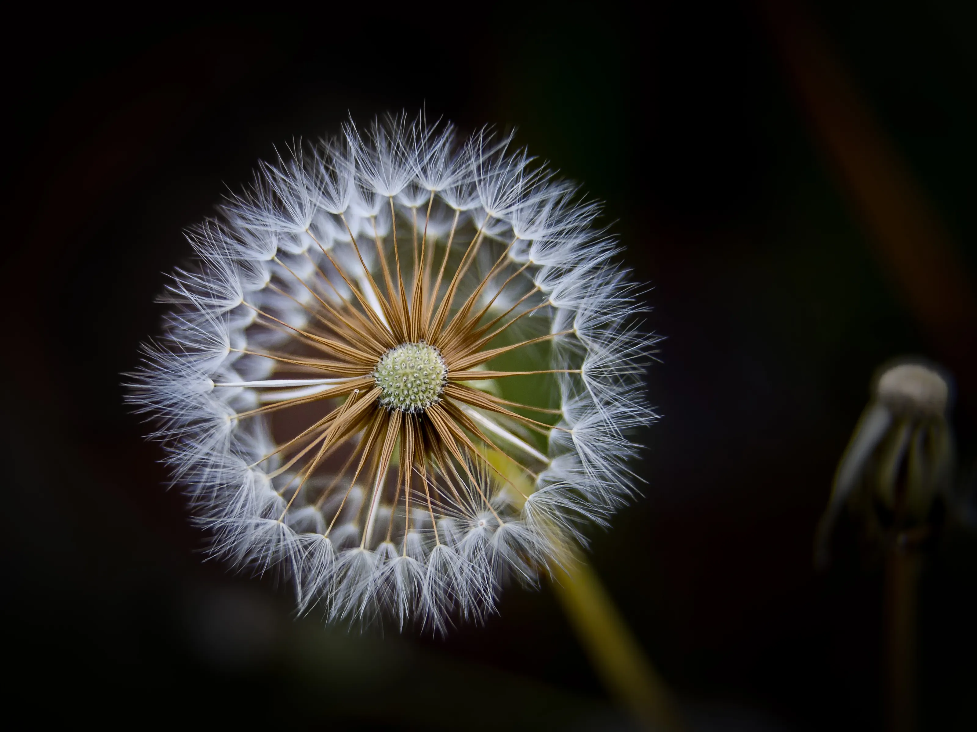 Dandelions