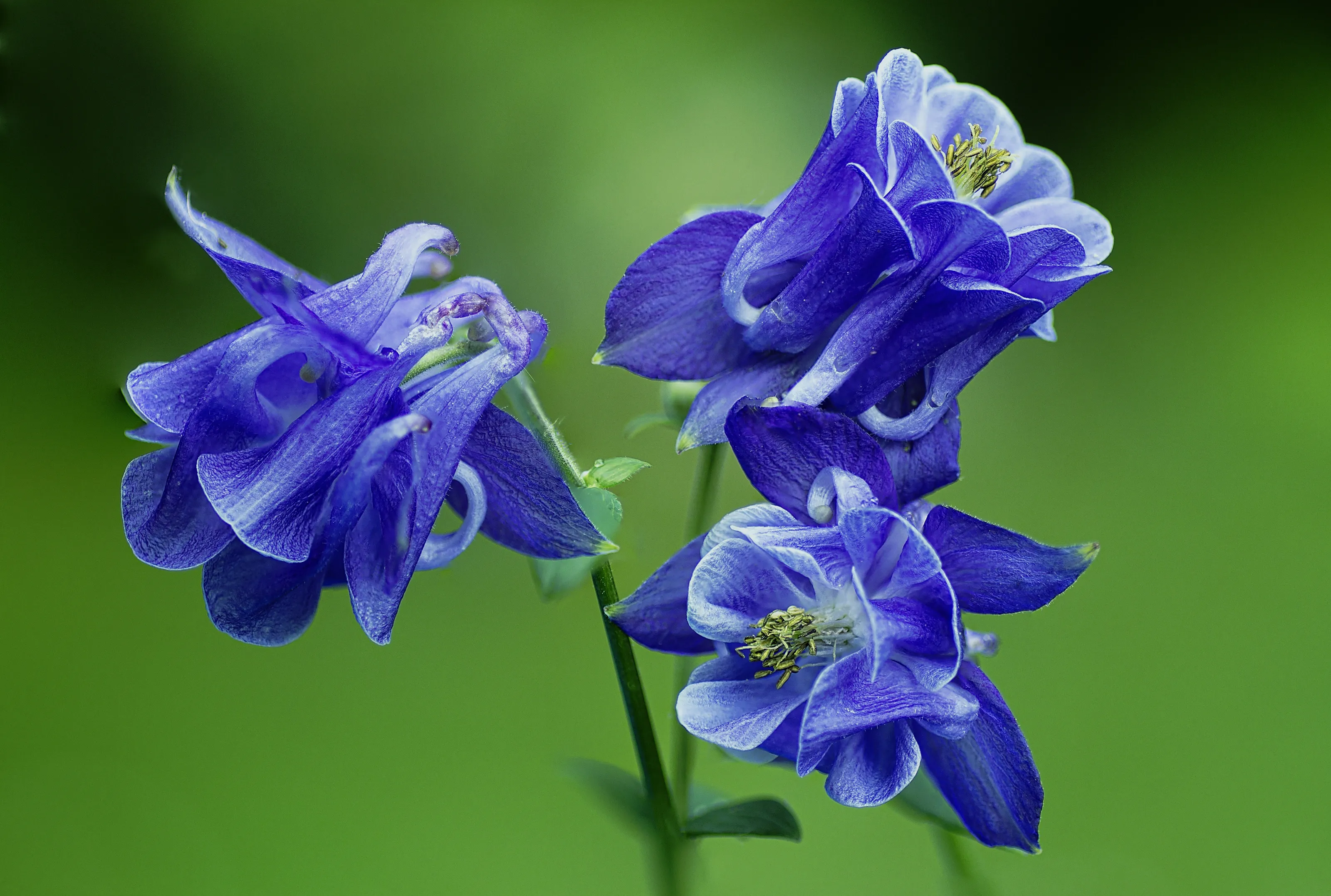 Blue Flowers on a Green Background