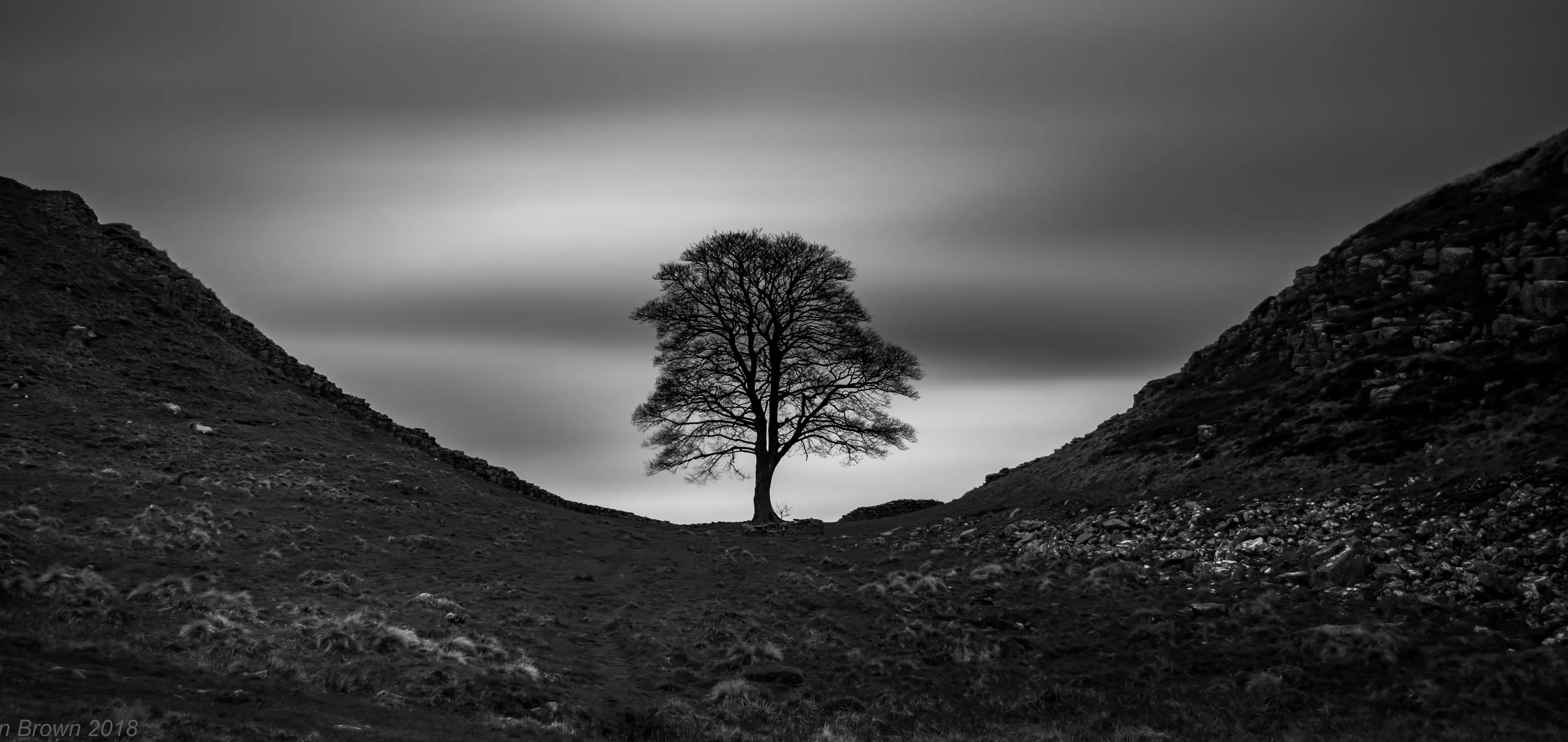 The Sycamore Gap Tree