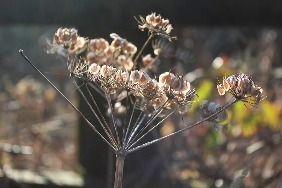 Delicate