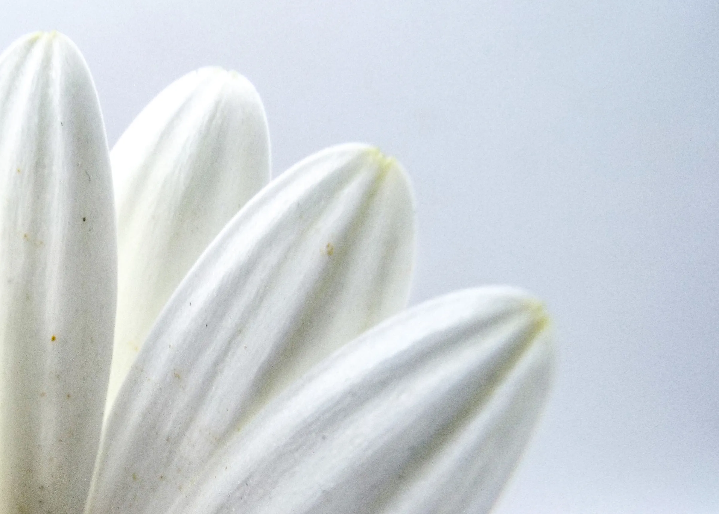 Only White (in colour)