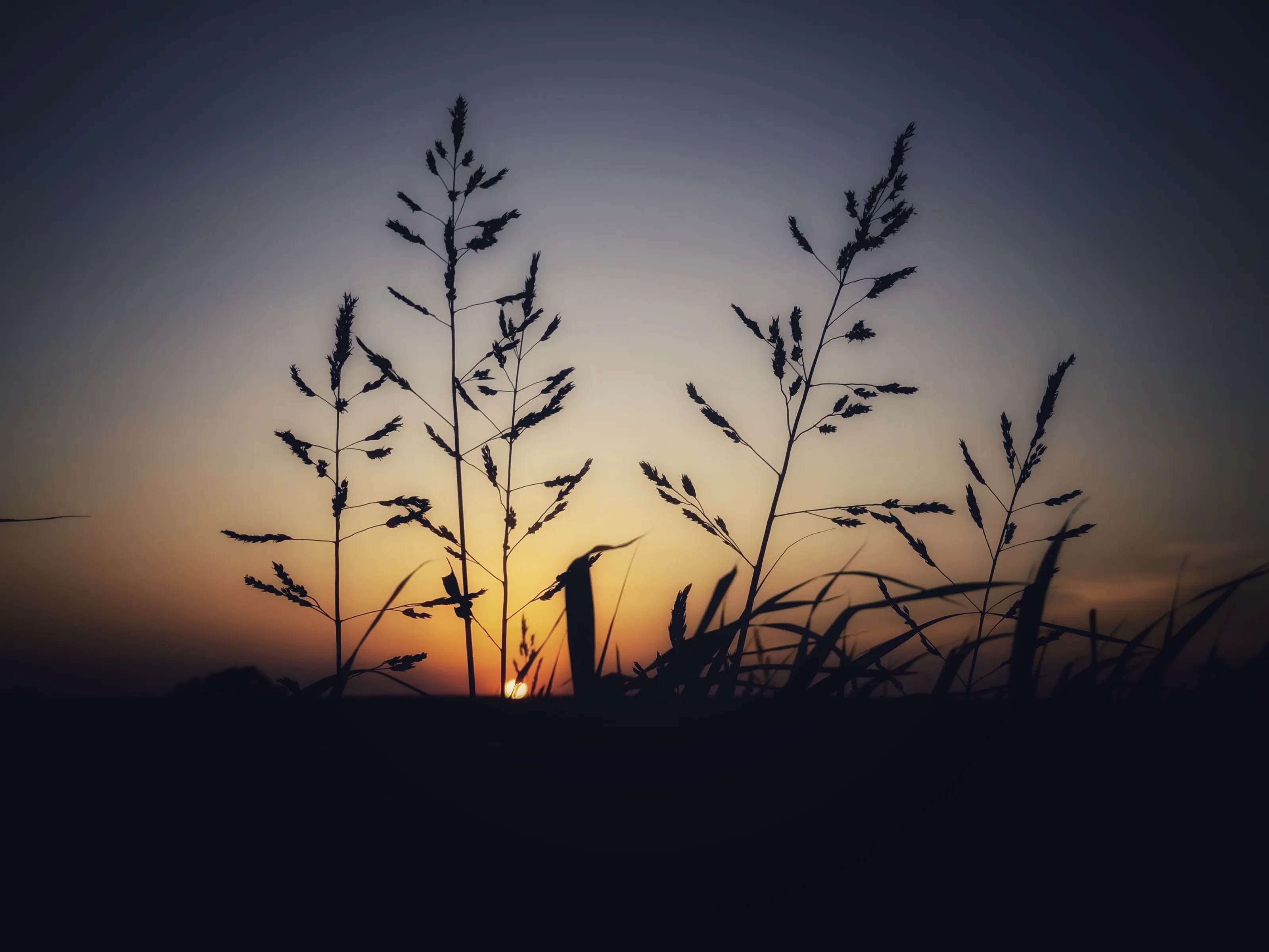 Silhouettes (in colour)