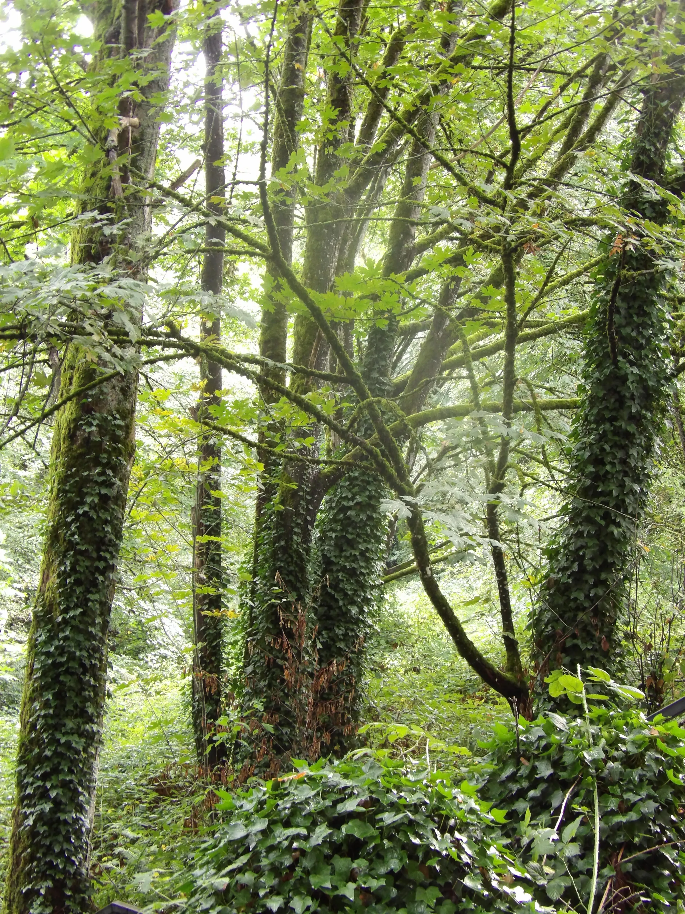 In the Woods (in colour)