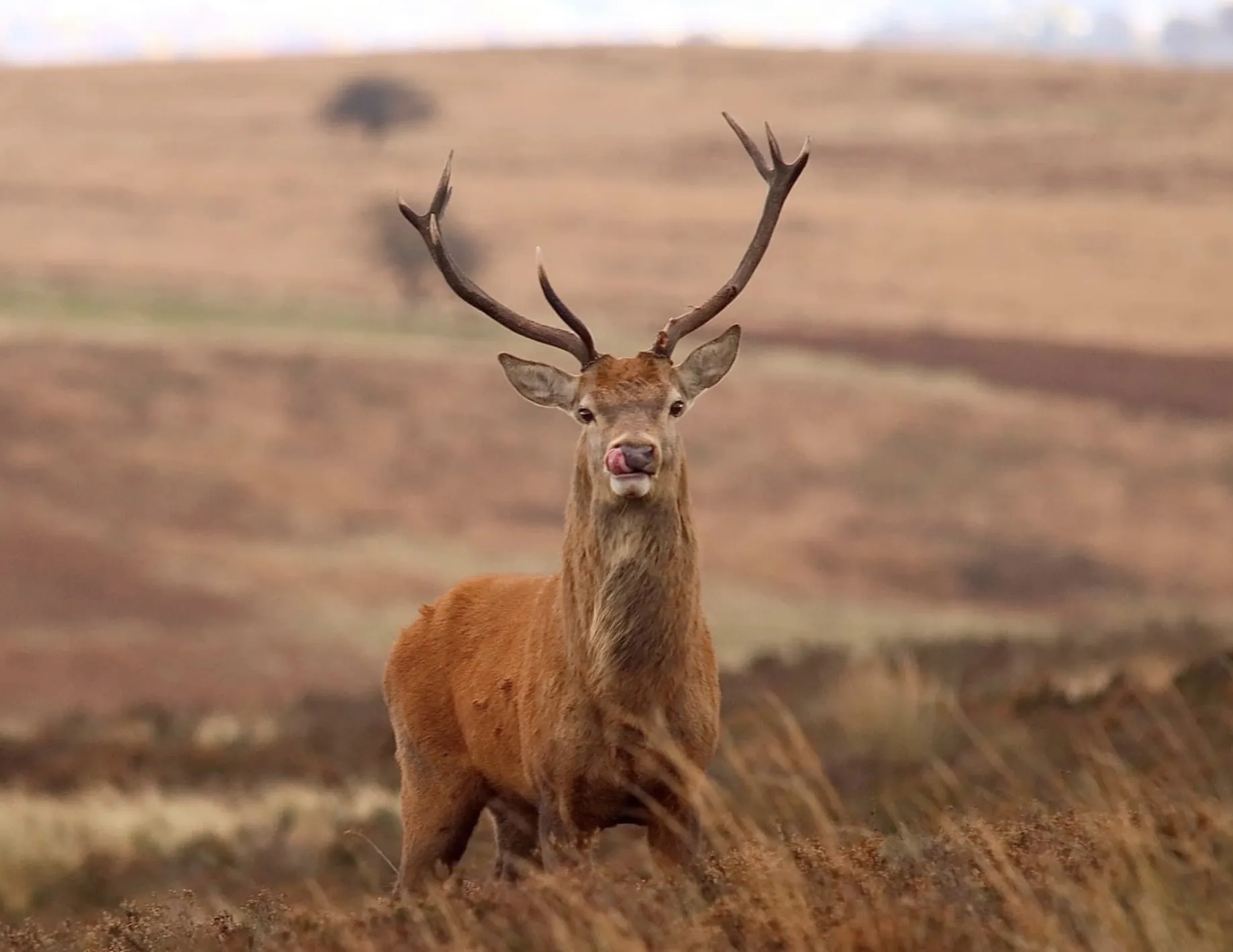 Wild Deer