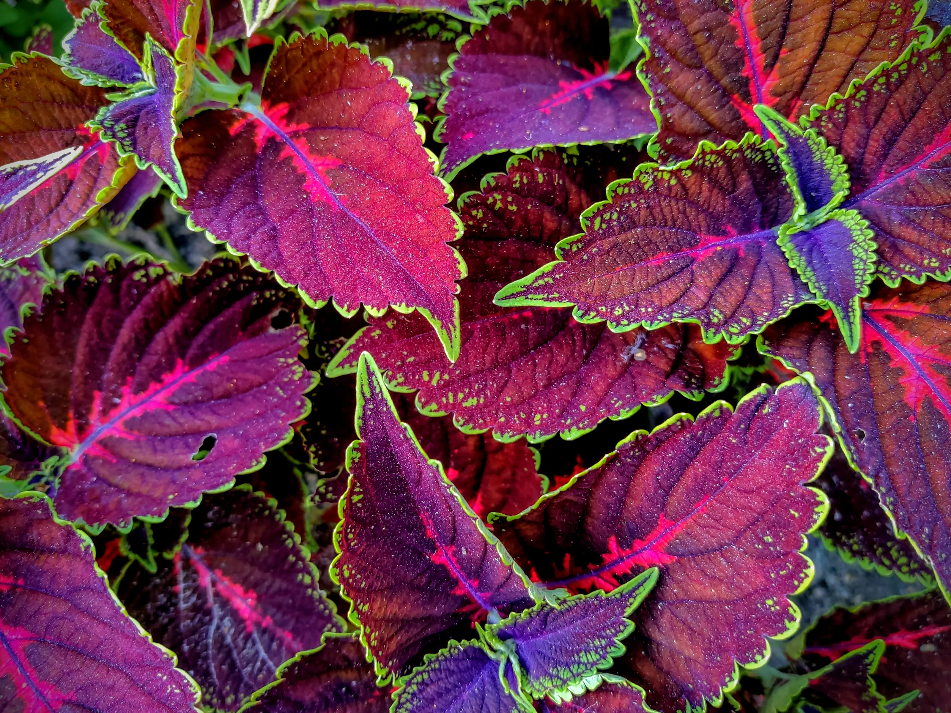 Coleus Leaves (in colour)