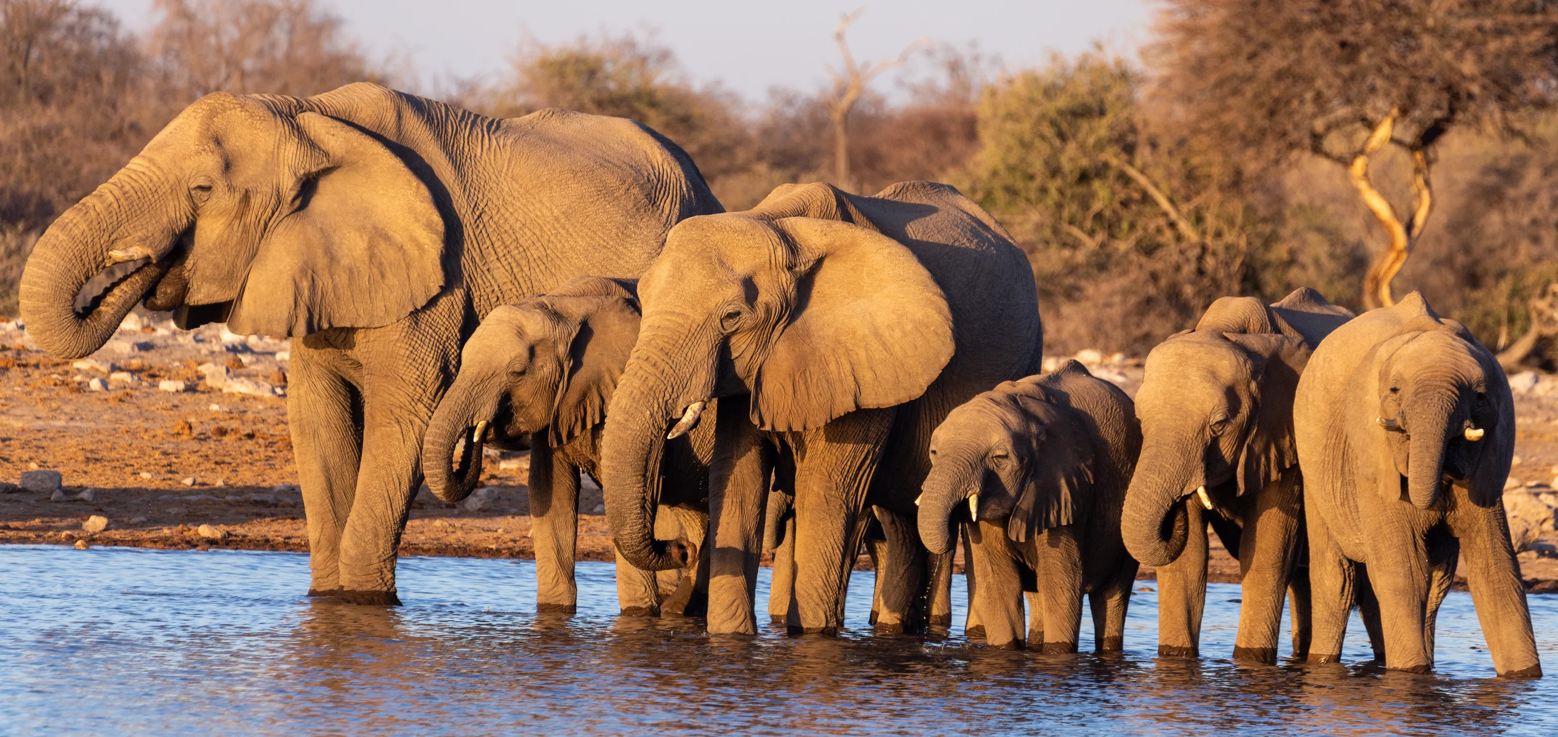 Elephants in the Wild (in colour)