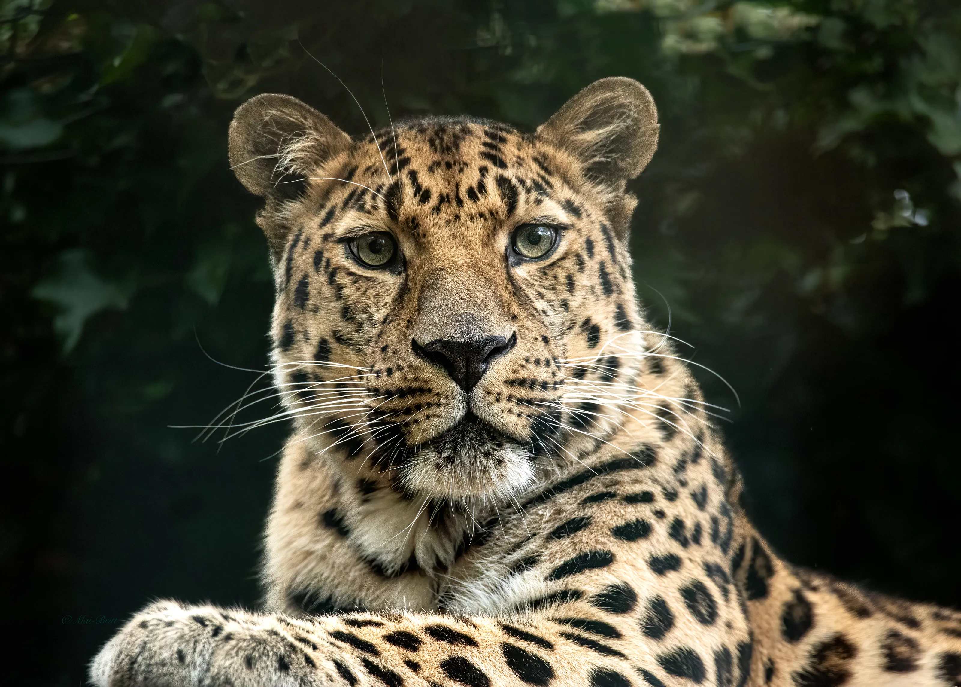 Big Cats (in colour)