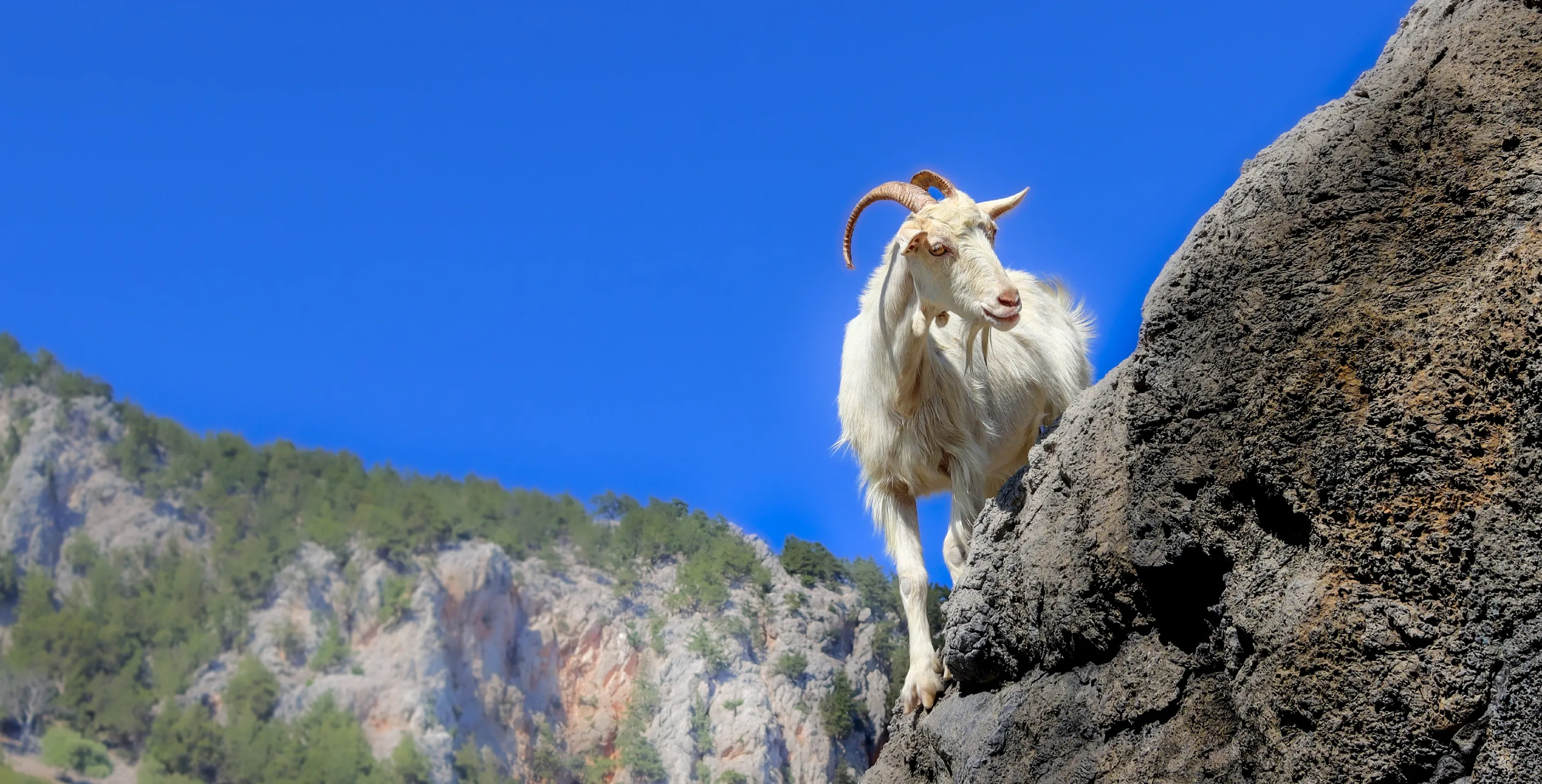 Goats in the Wild