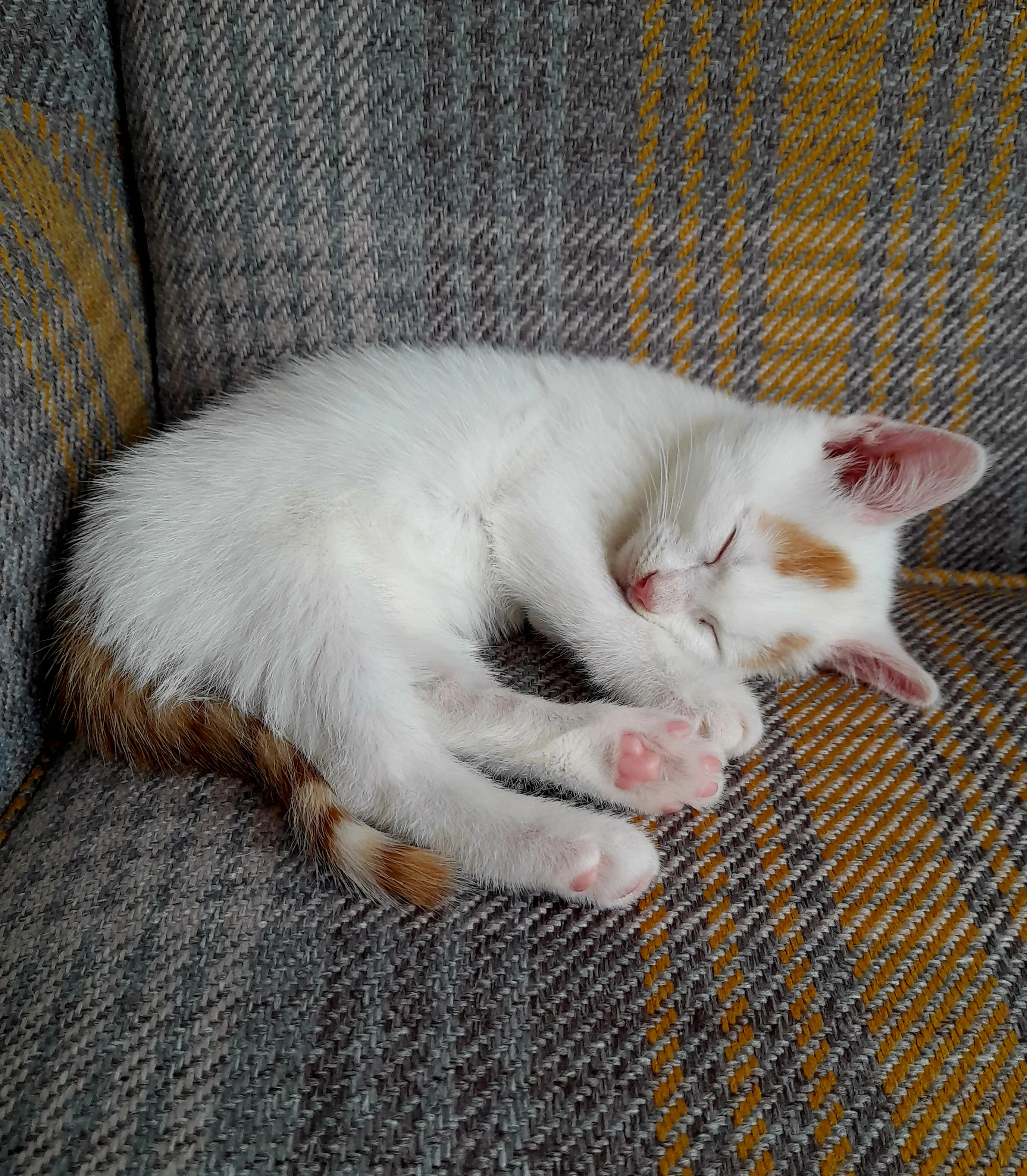 Pet Cats