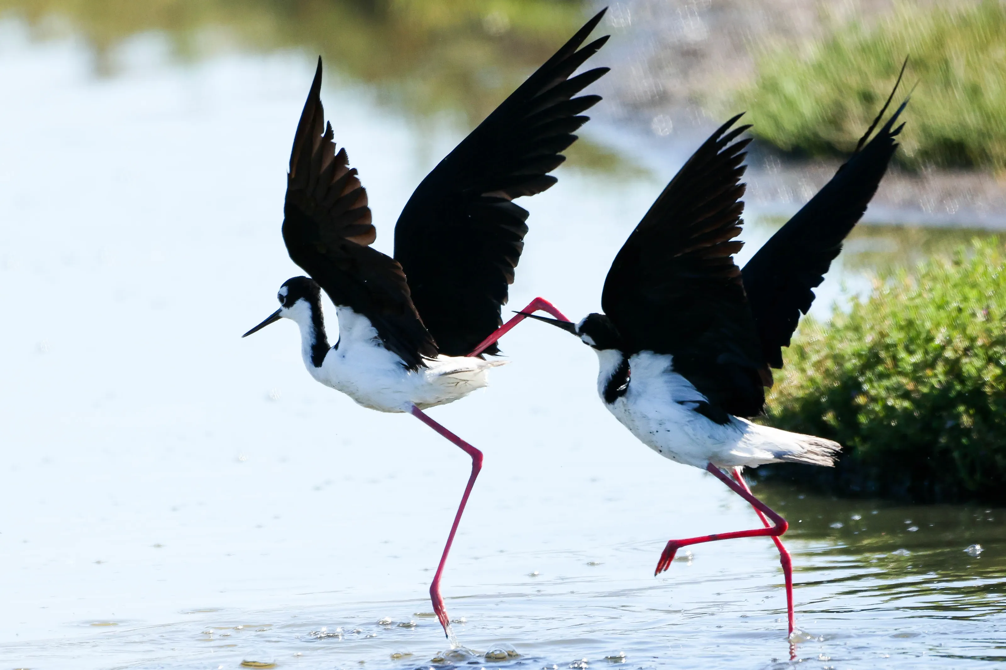 A Pair of Animals of the Same Species