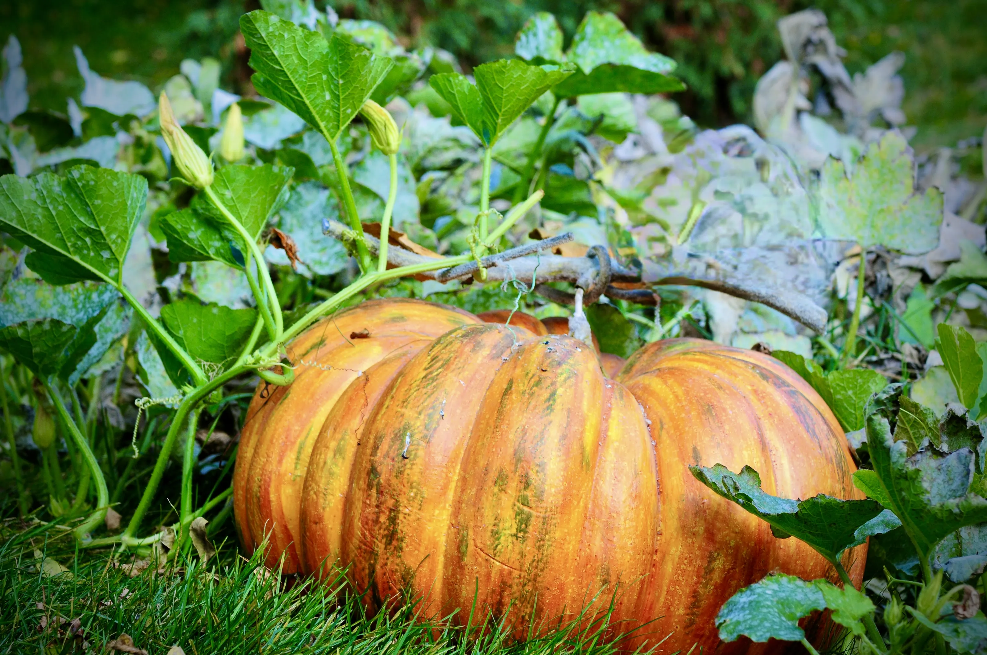 Pumpkins (in colour)