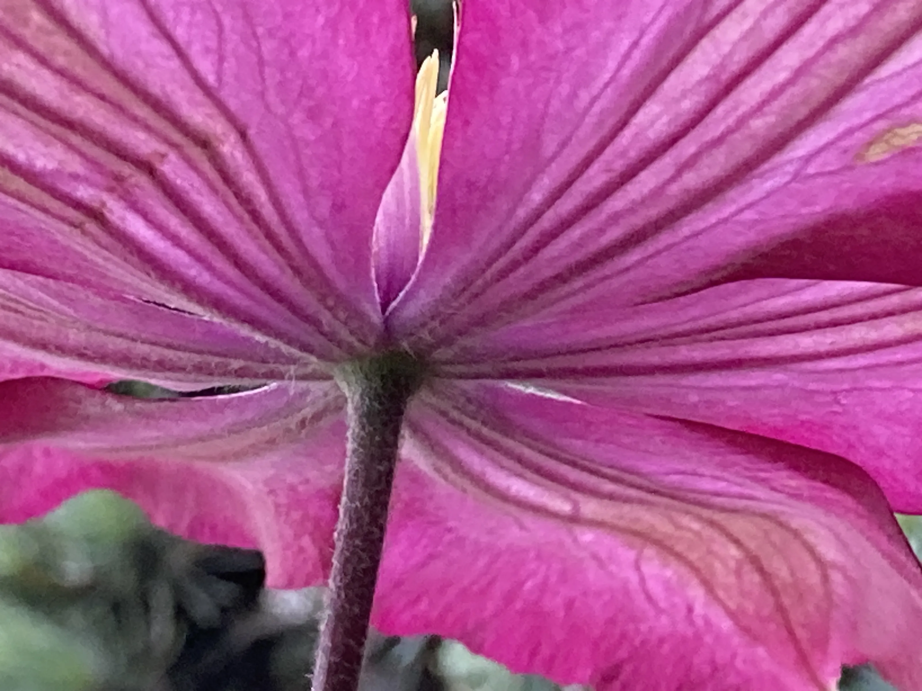 Natural Lines on Natural Objects (in colour)