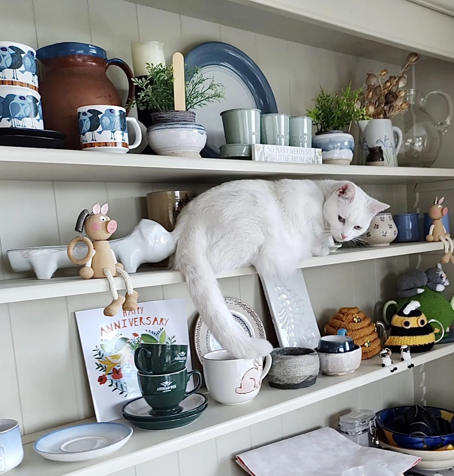 Cats in Unusual Places
