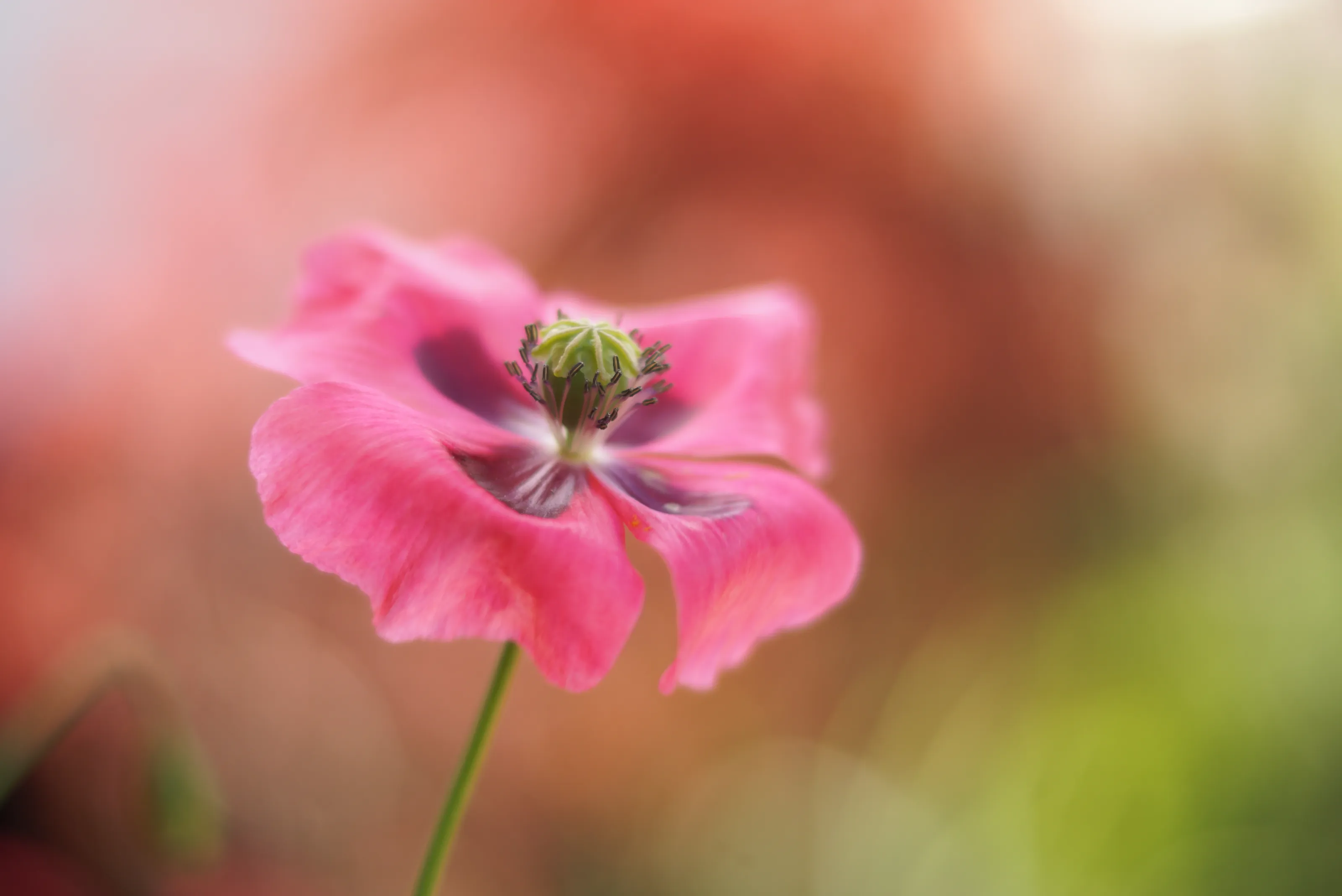 Details of a Flower (in colour)