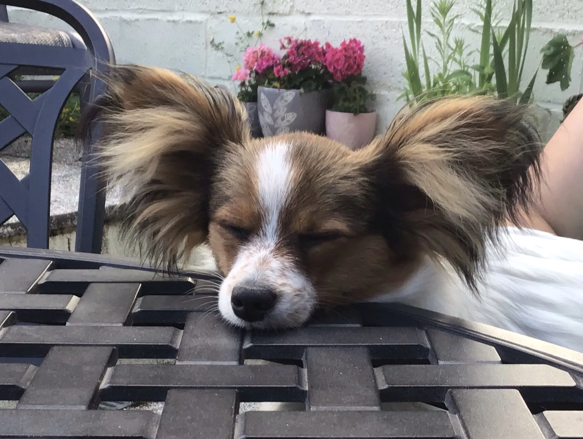 Sleeping Dogs