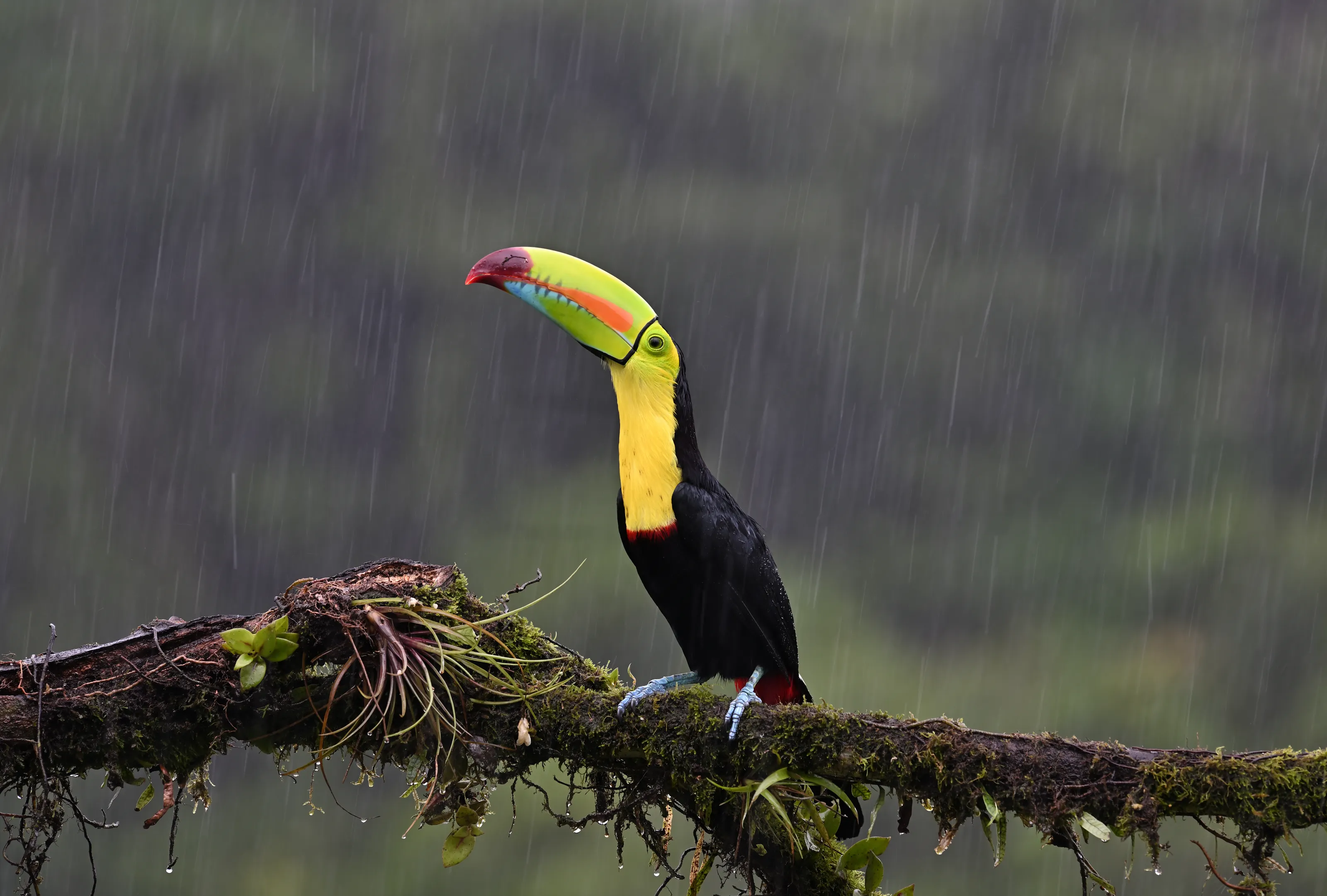 Wild Birds of the Rainforest