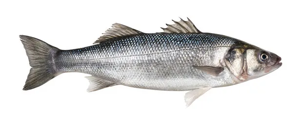 Fish (in colour)