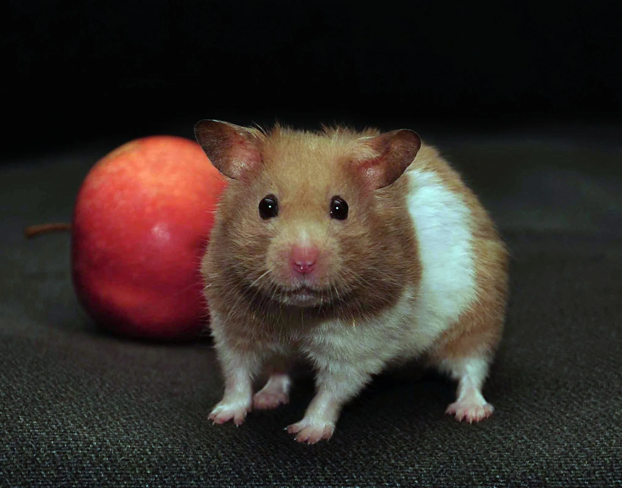 Small Furry Pets (no cats or dogs)