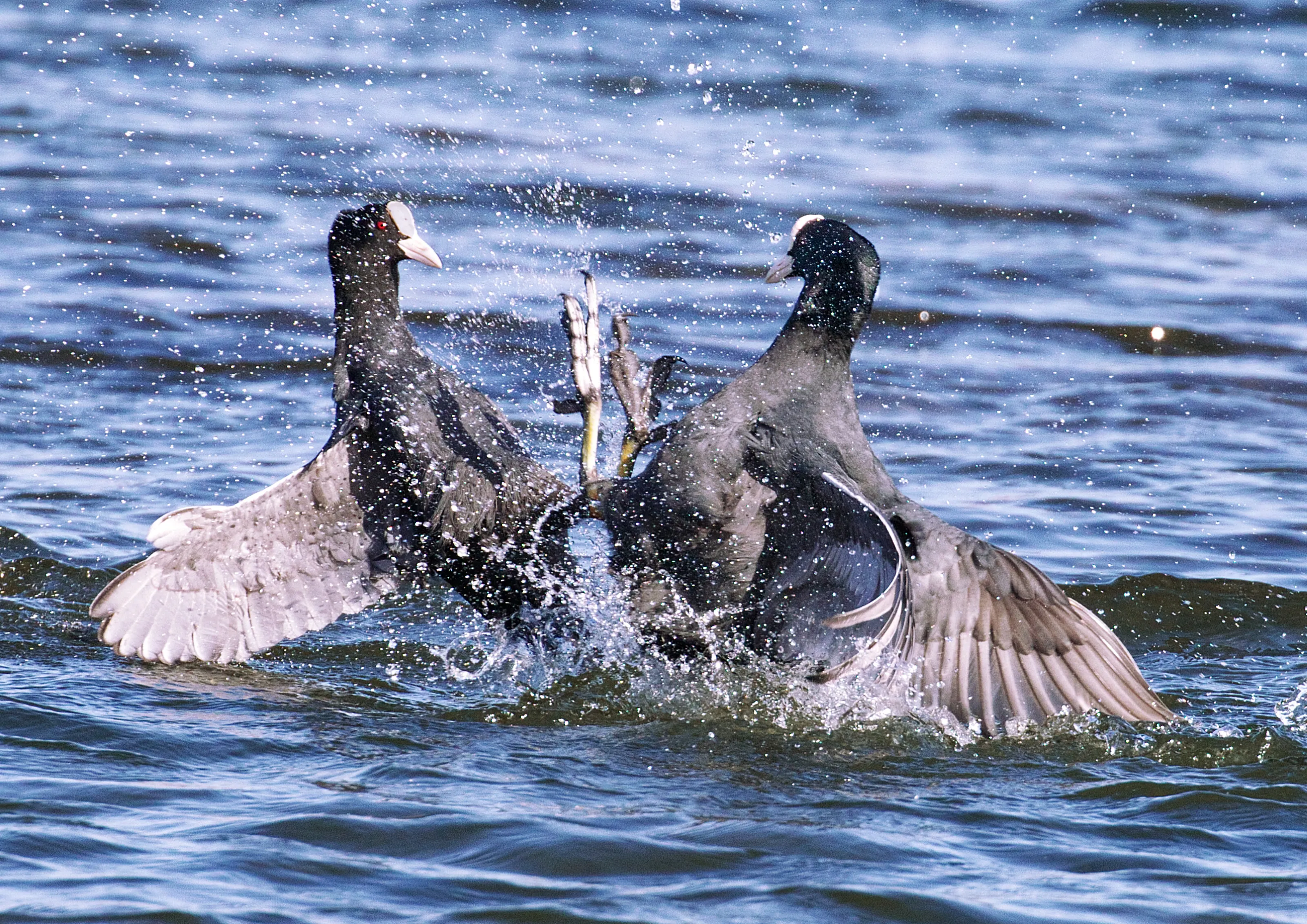 Wild Birds Fighting Each Other